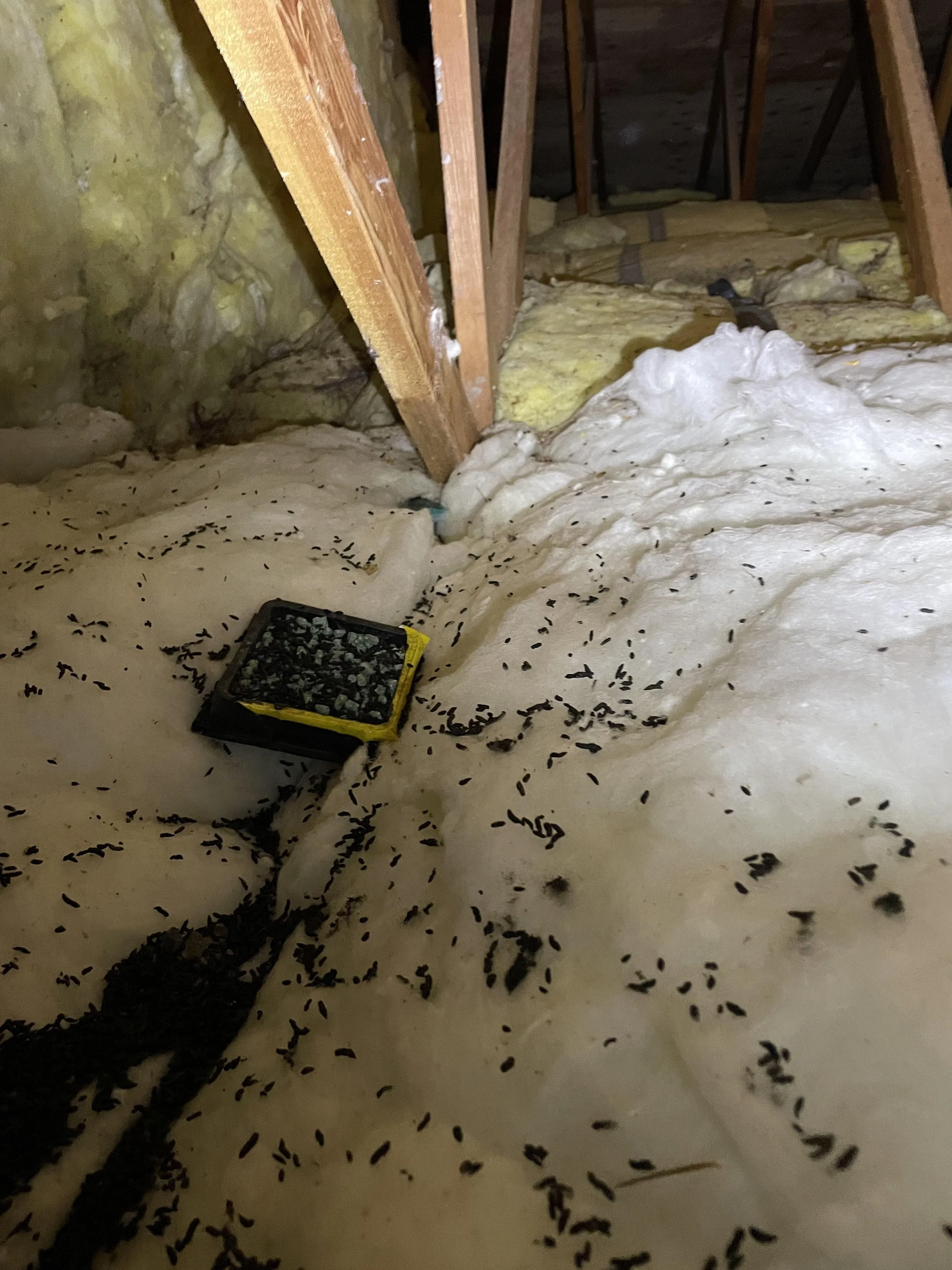 Rodent Droppings Cleanup — BIOGONE
