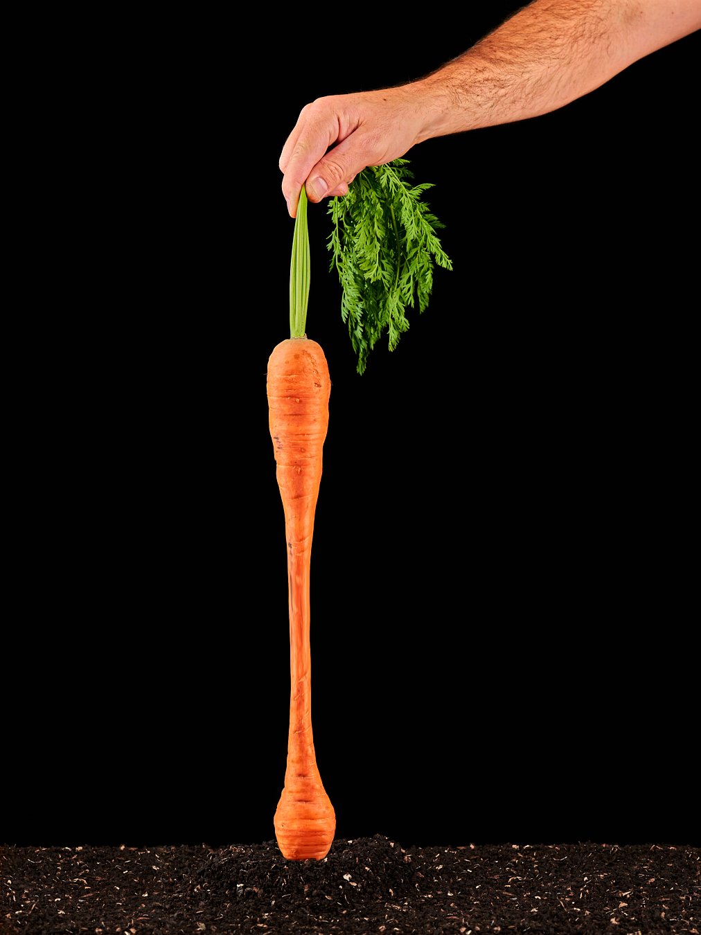 Carrot Comp 2 - insta.jpg