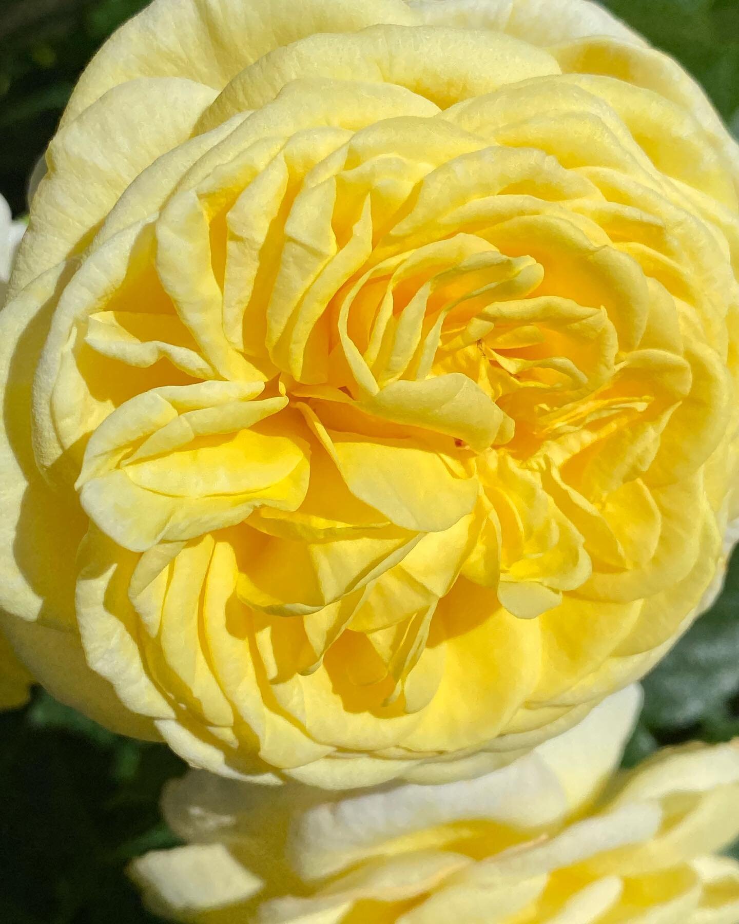 A lemon coloured rose called #juliachild. Is that not the perfect rise for the lemonade lady?  #lemon #lemonade #makebakegrow #bctastesbetter #local #604foood #farmersmarket #rose #beauty