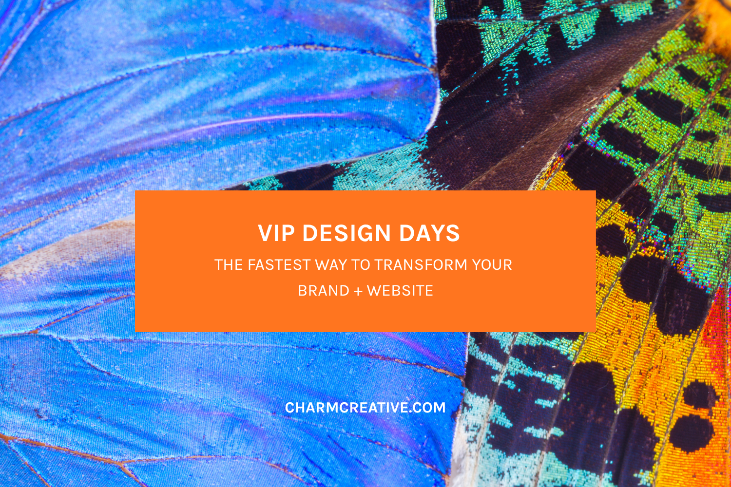 Why VIP Design Days Are the Fastest Way to Transform Your Brand + Website