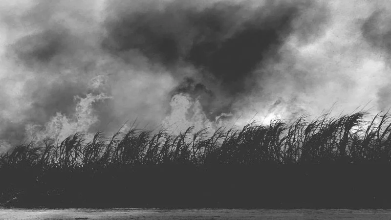 Sugar Reform Game Changer