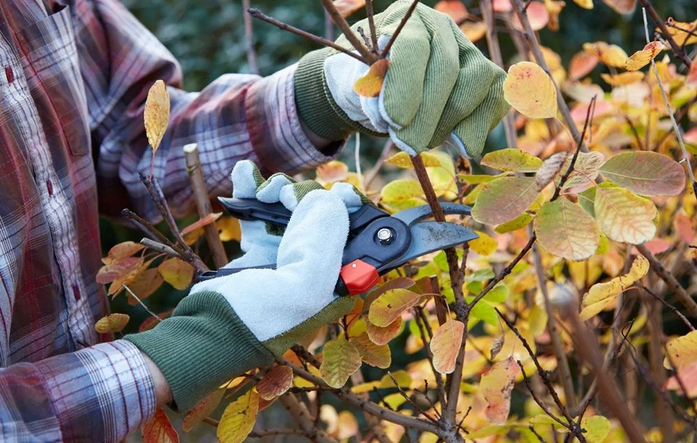 Pruning fall leaves home maintenance
