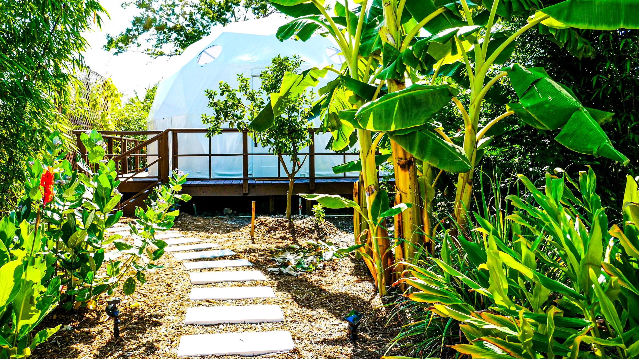 A small wooden deck with a white geodesic dome structure on it, surrounded by lush green tropical plants and trees, including banana plants and flowering bushes, under bright sunlight.