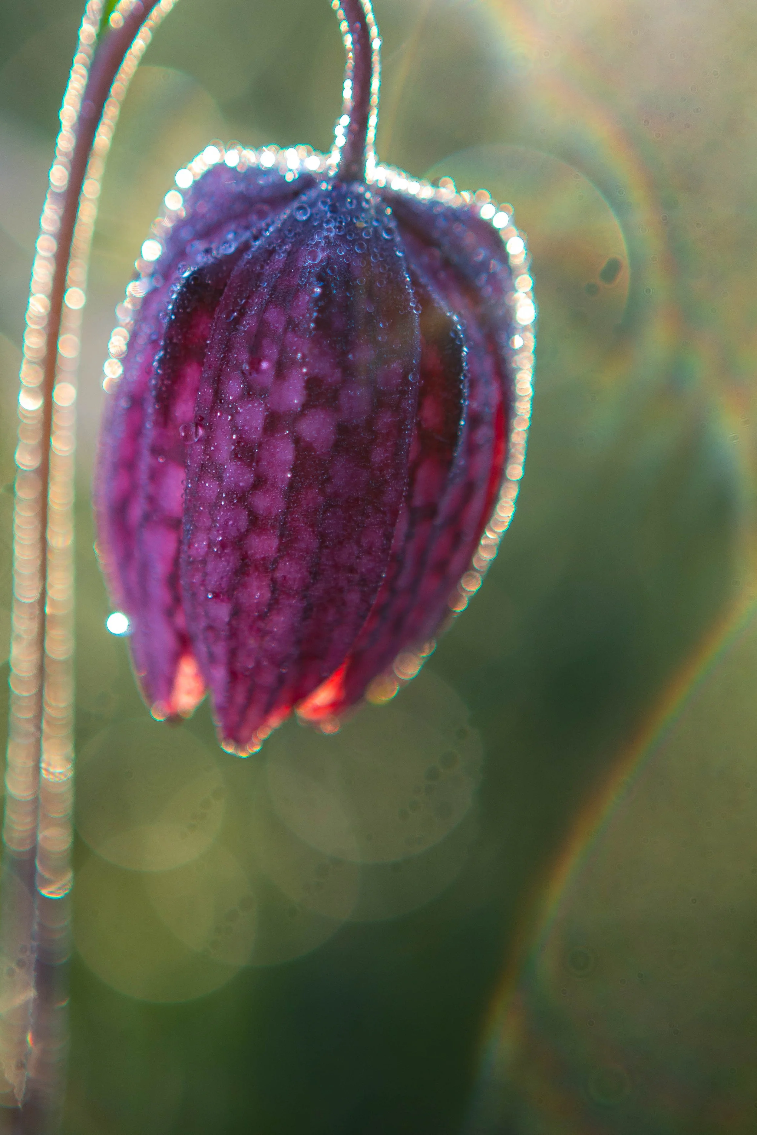 2025-04-25 Schachbrettblumen-1.jpg