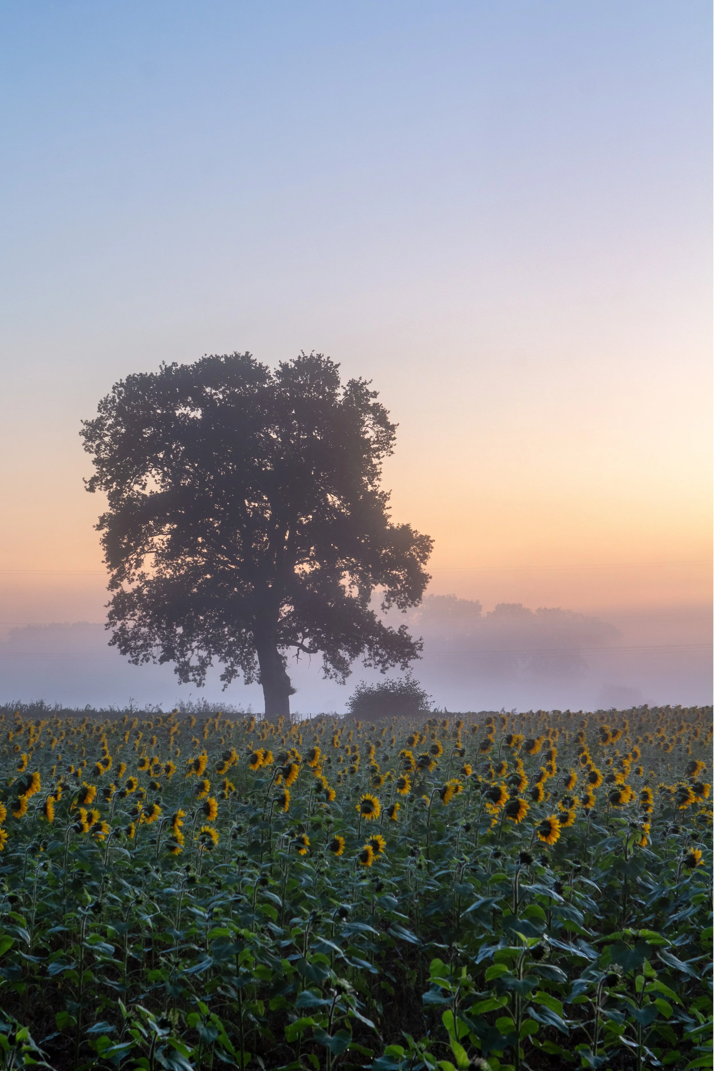 2026-08-25 Tangstedt Pinnau Nebel Sonne (1 von 5).jpg