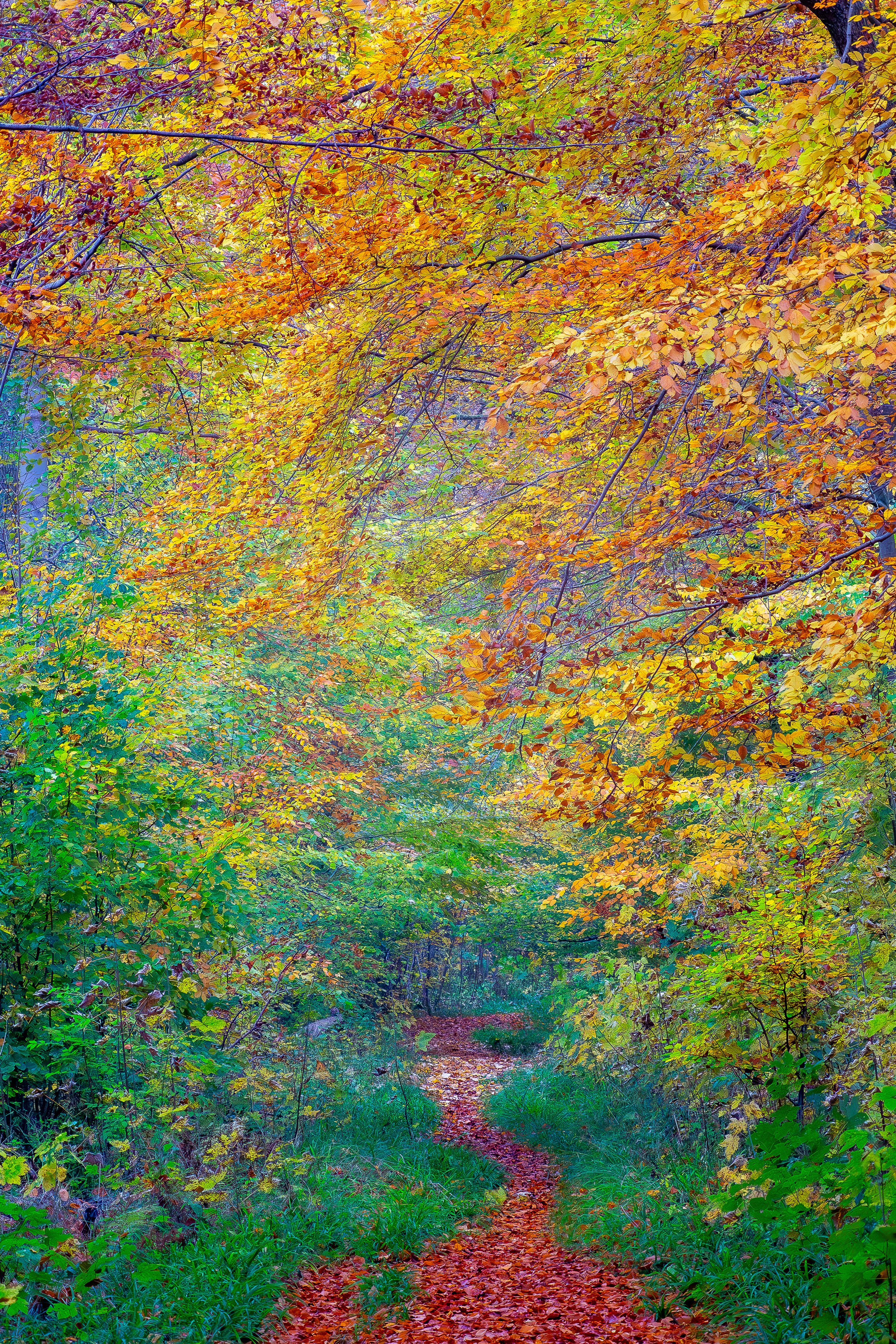 2025-11-03 Borstel Wald-10.jpg