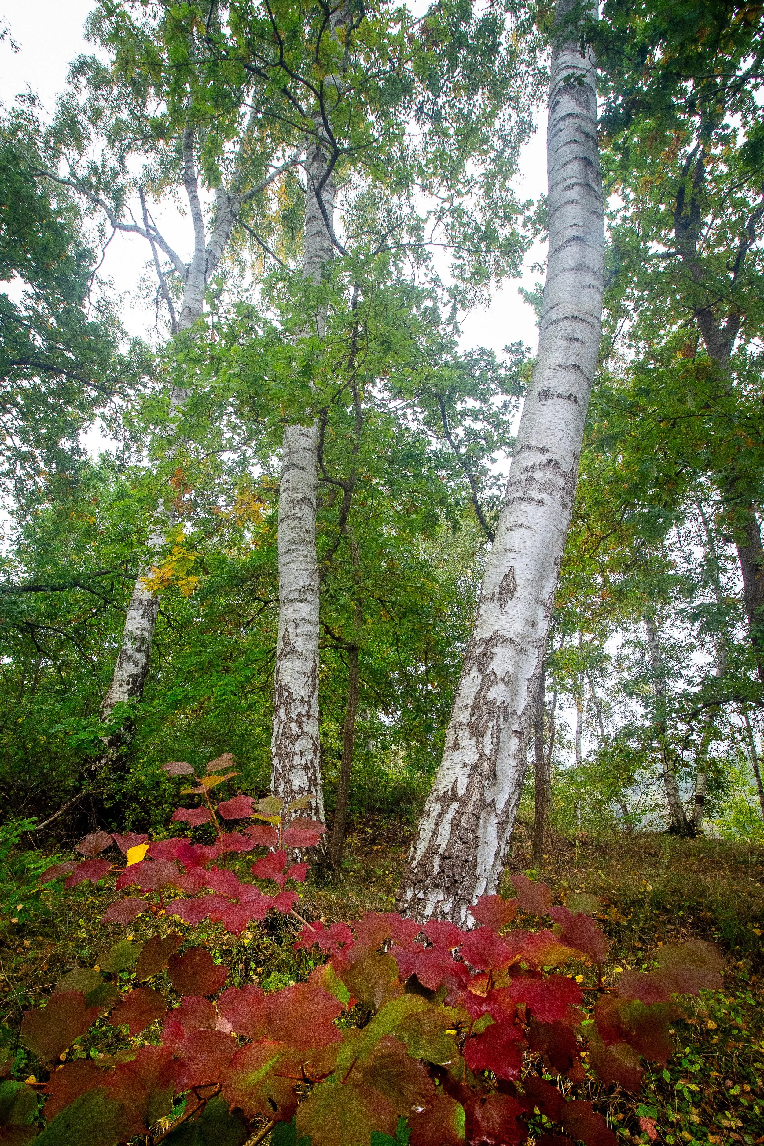 2025-10-08 Regen und Wald  (5 von 5).jpg