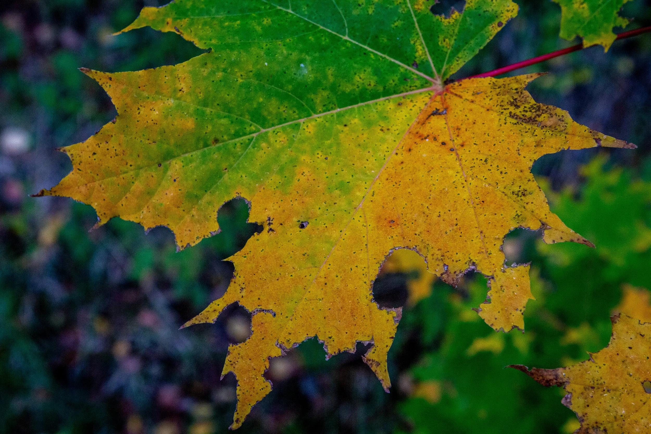 2025-10-08 Regen und Wald  (13 von 15).jpg
