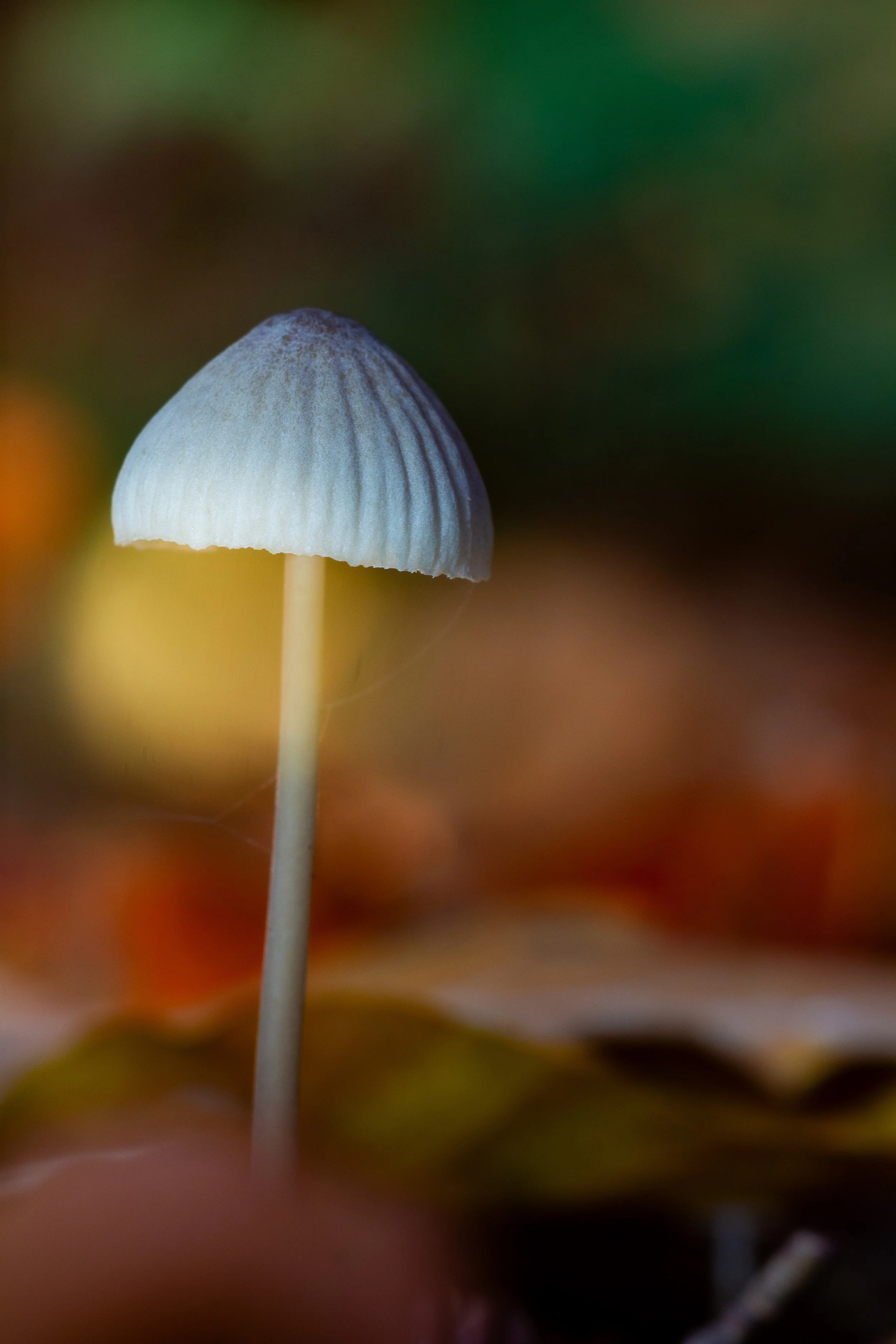 2025-11-03 Borstel Wald-4.jpg