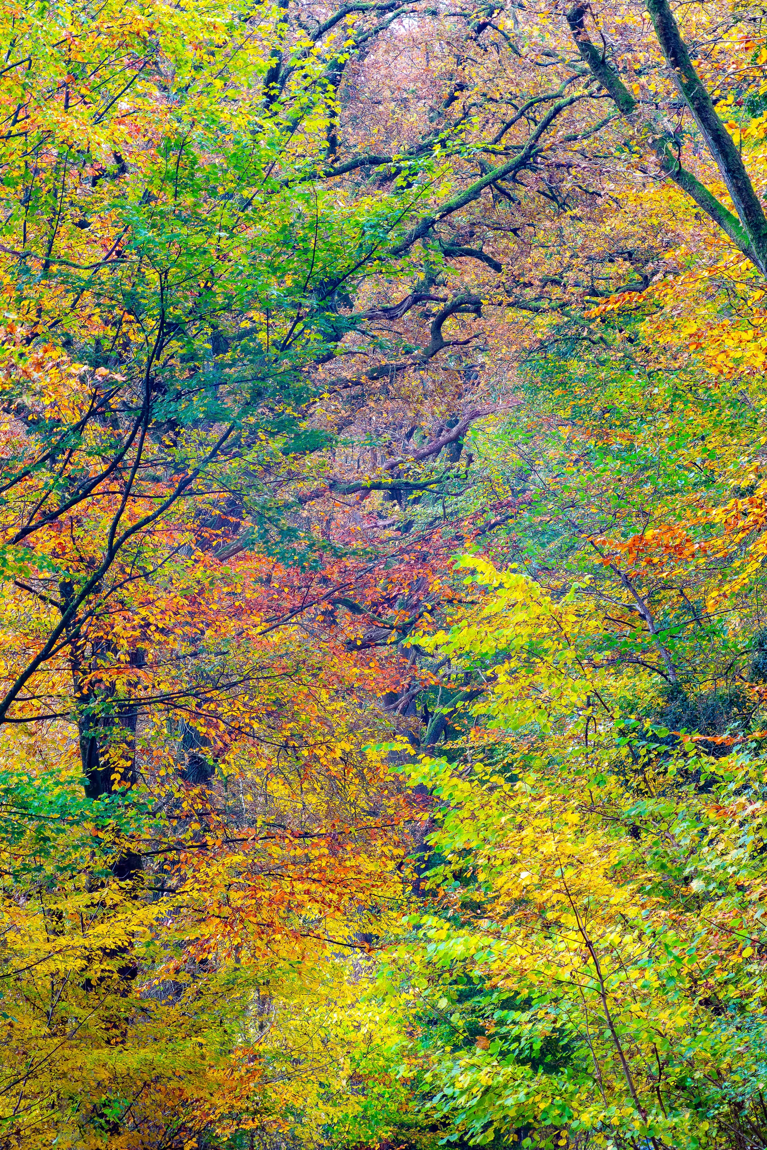 2025-11-03 Borstel Wald-1-2.jpg