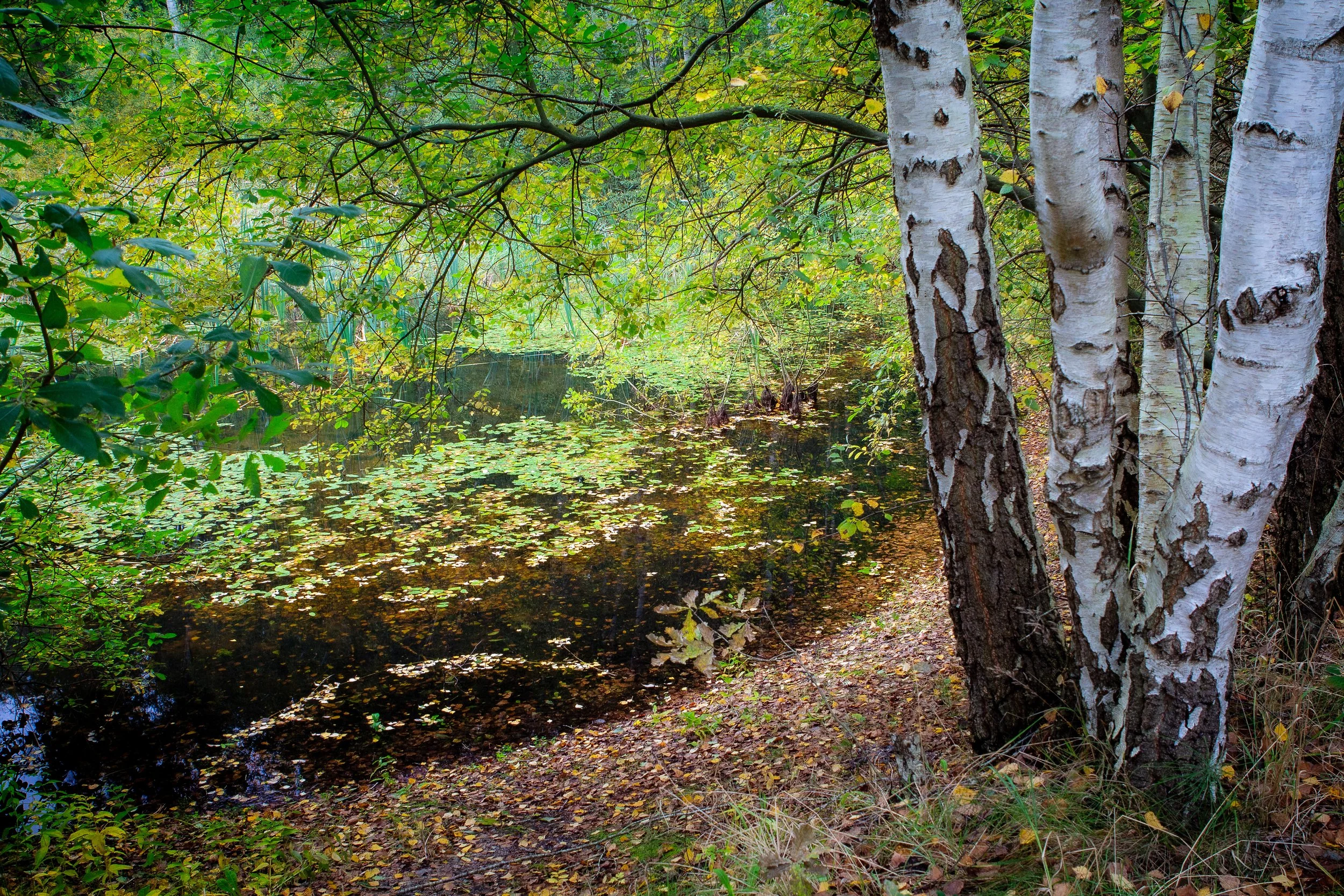 2025-10-08 Regen und Wald  (3 von 5).jpg