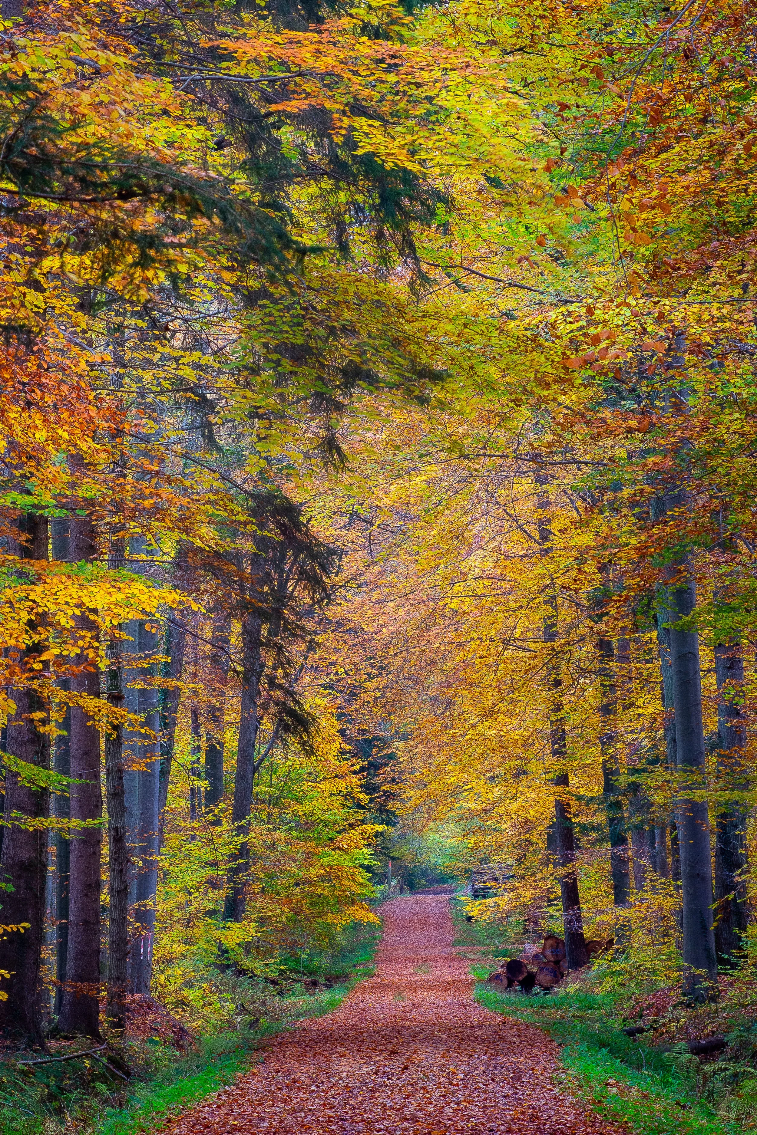 2025-11-03 Borstel Wald-9.jpg