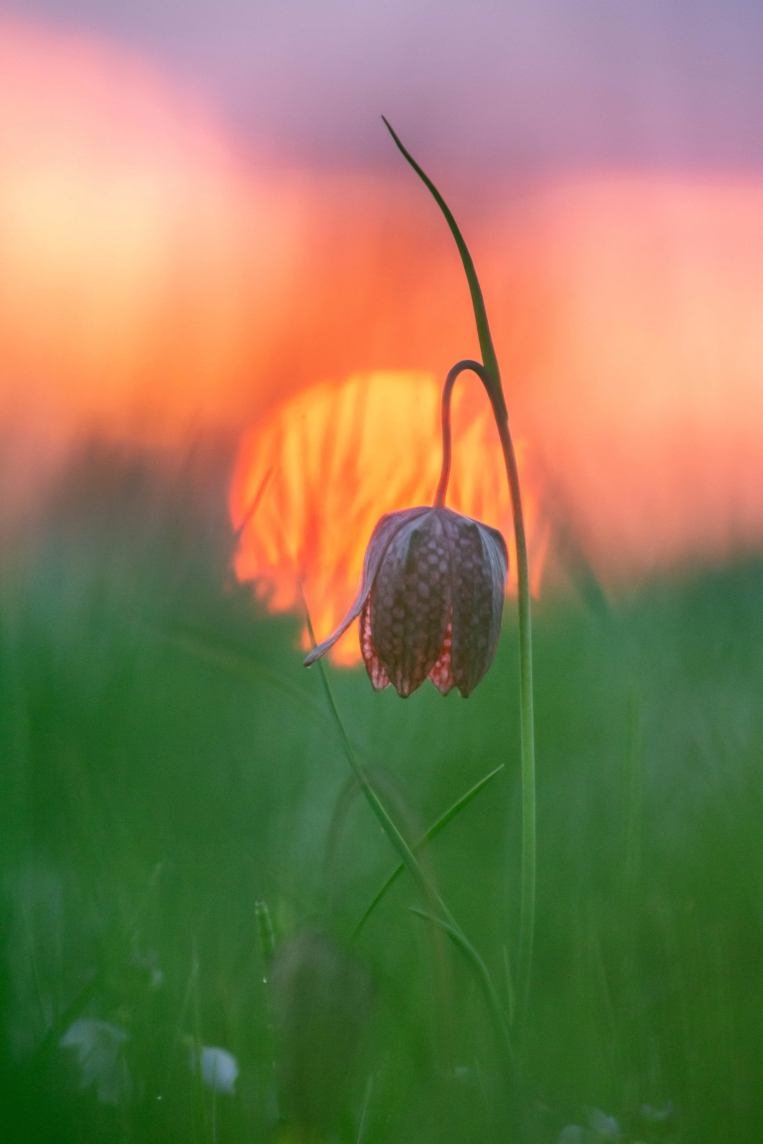 2025-04-25 Schachbrettblumen-1-3.jpg