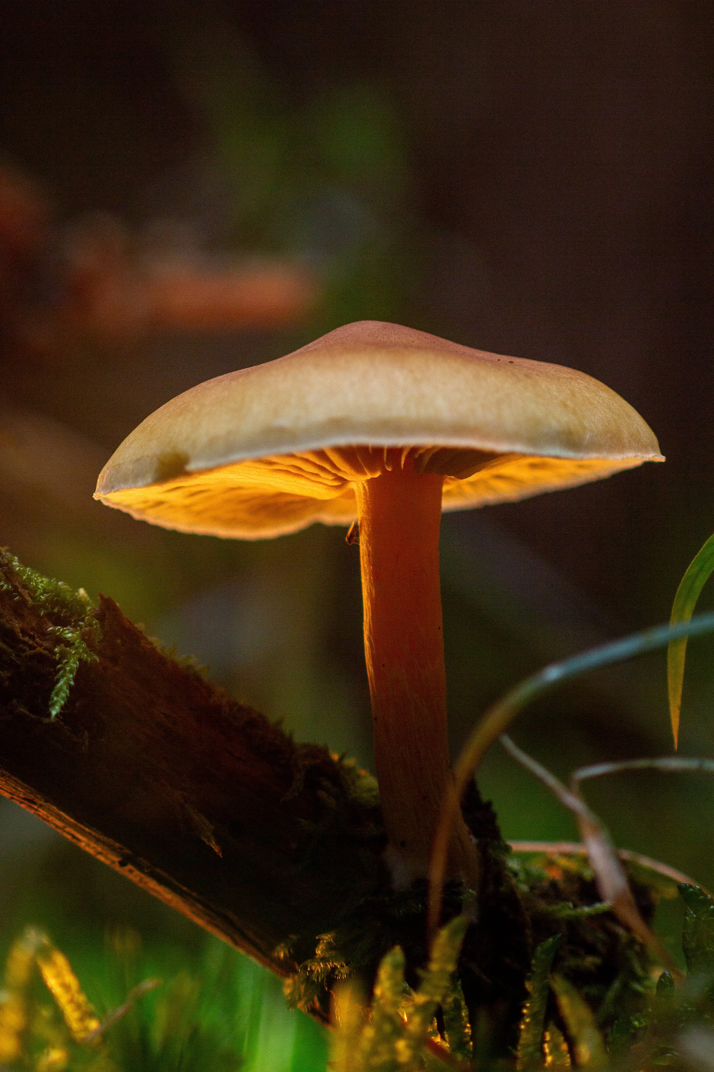 2025-11-03 Borstel Wald-7.jpg