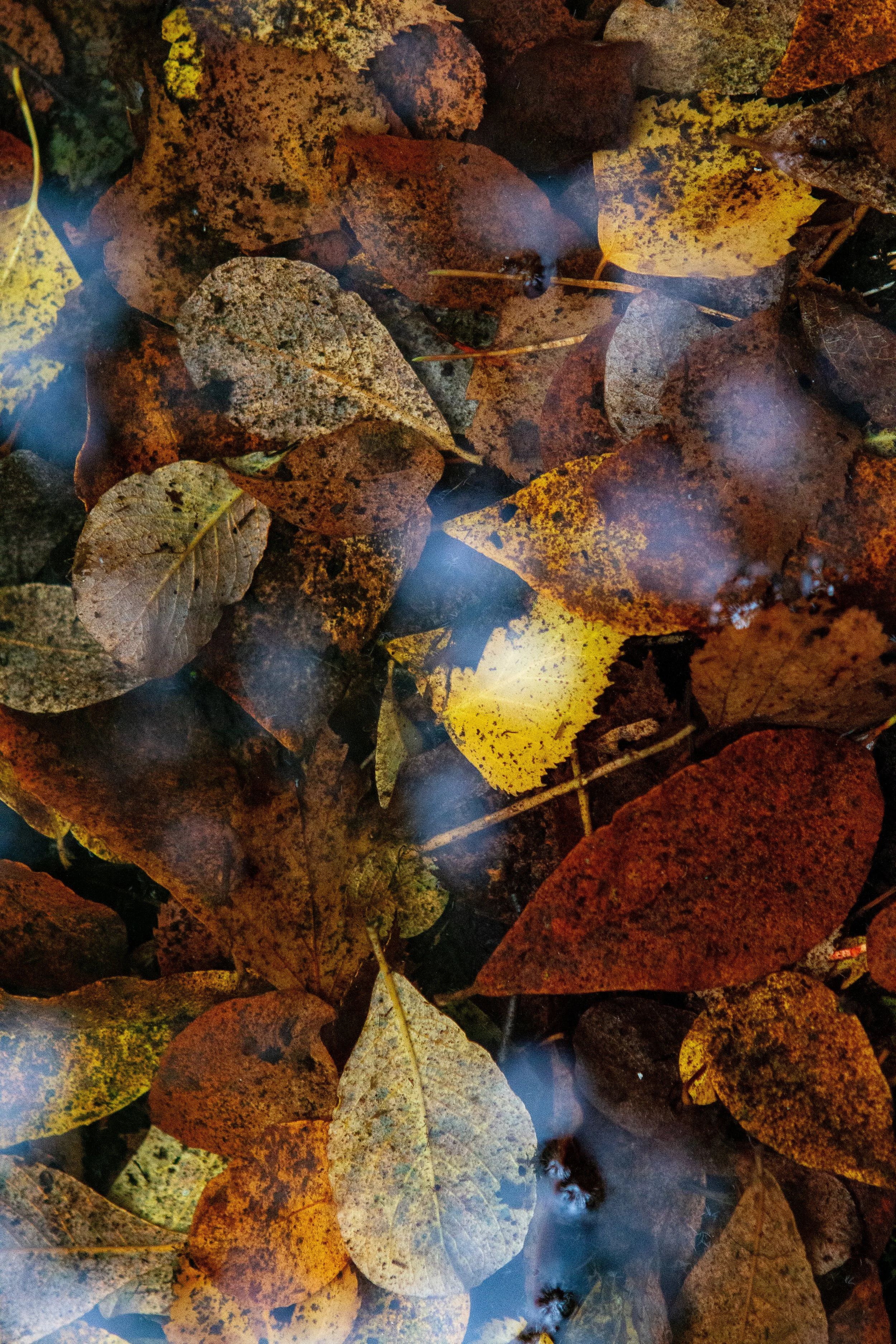 2025-10-08 Regen und Wald  (6 von 9).jpg