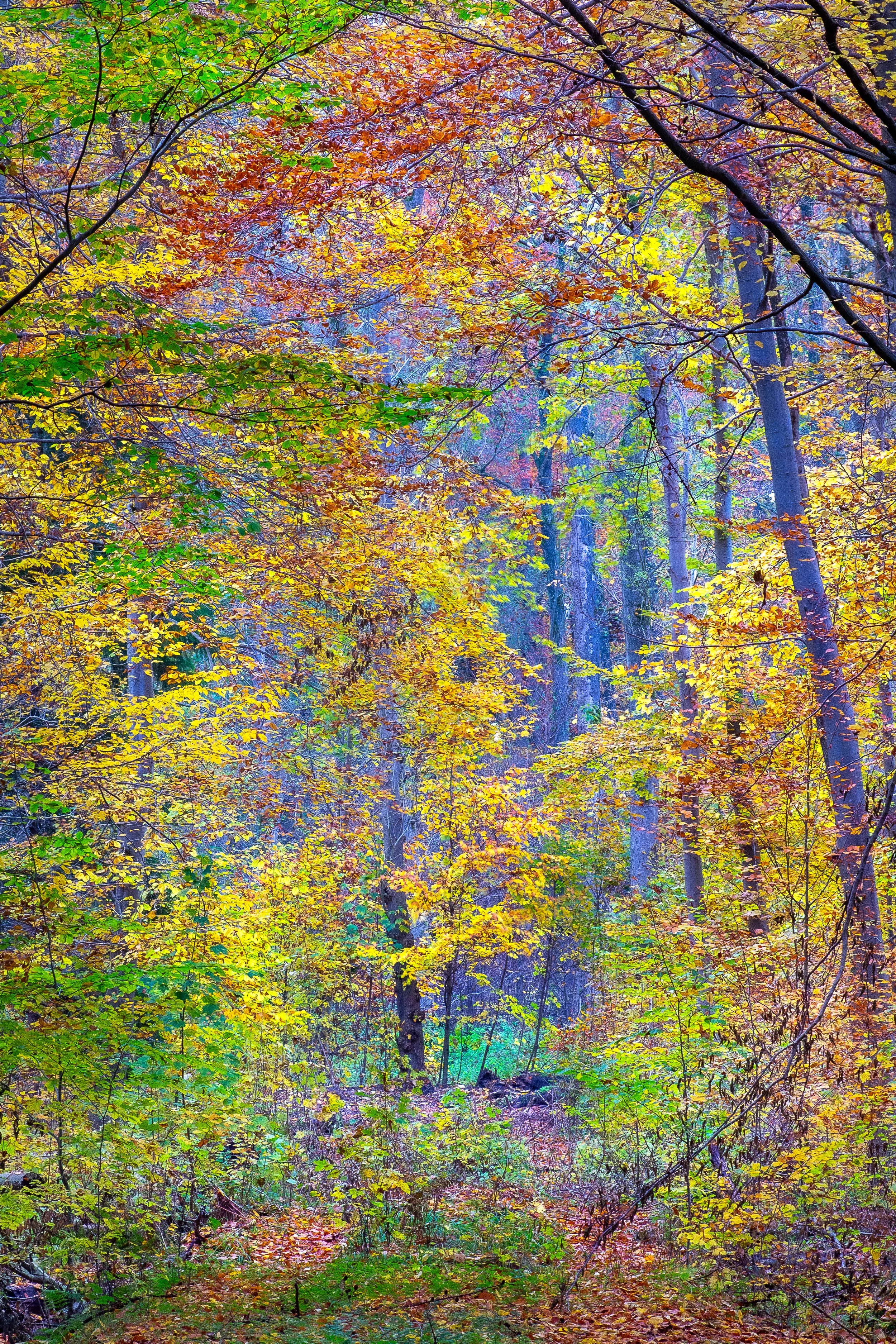 2025-11-03 Borstel Wald-8.jpg