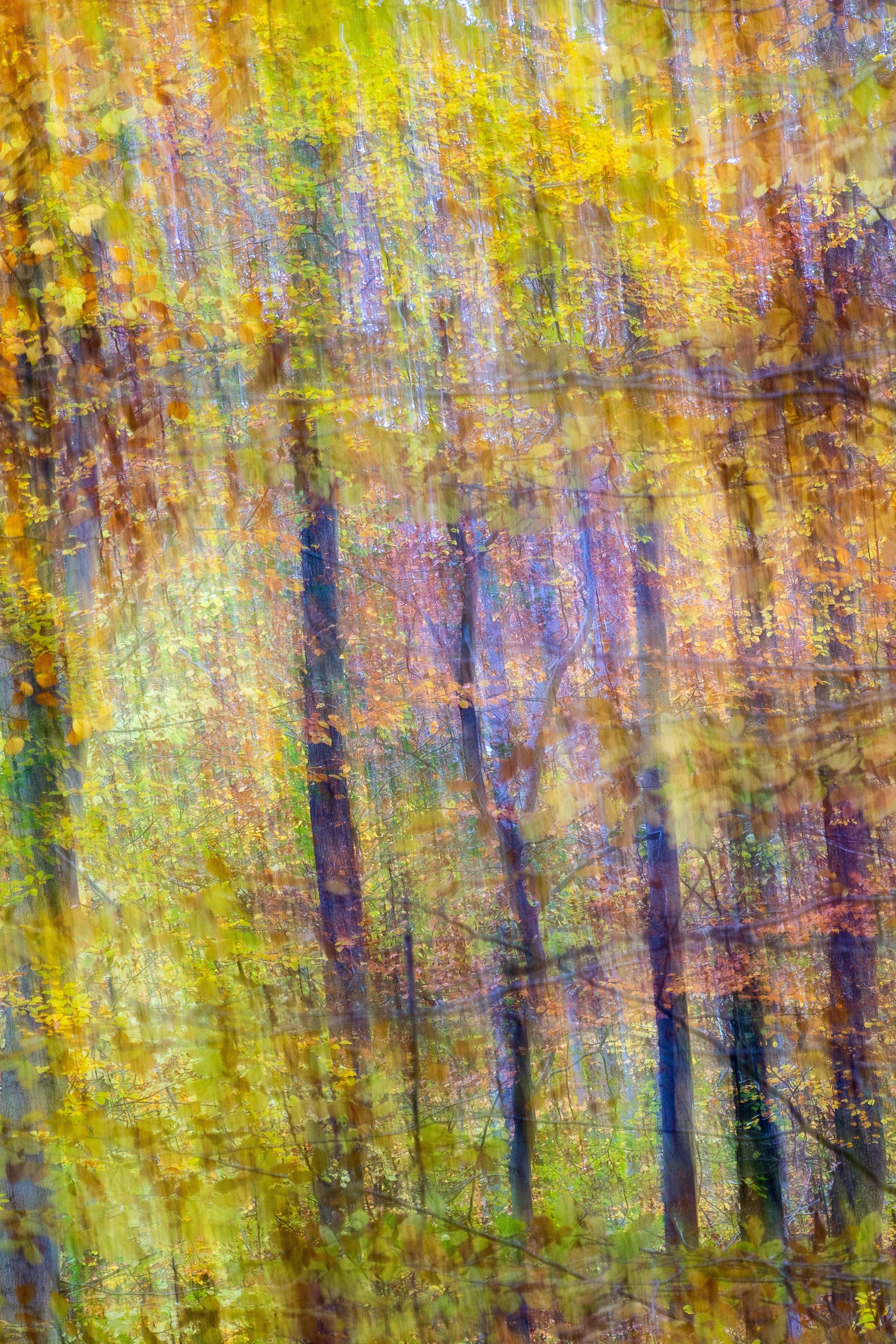 2025-11-03 Borstel Wald-12.jpg