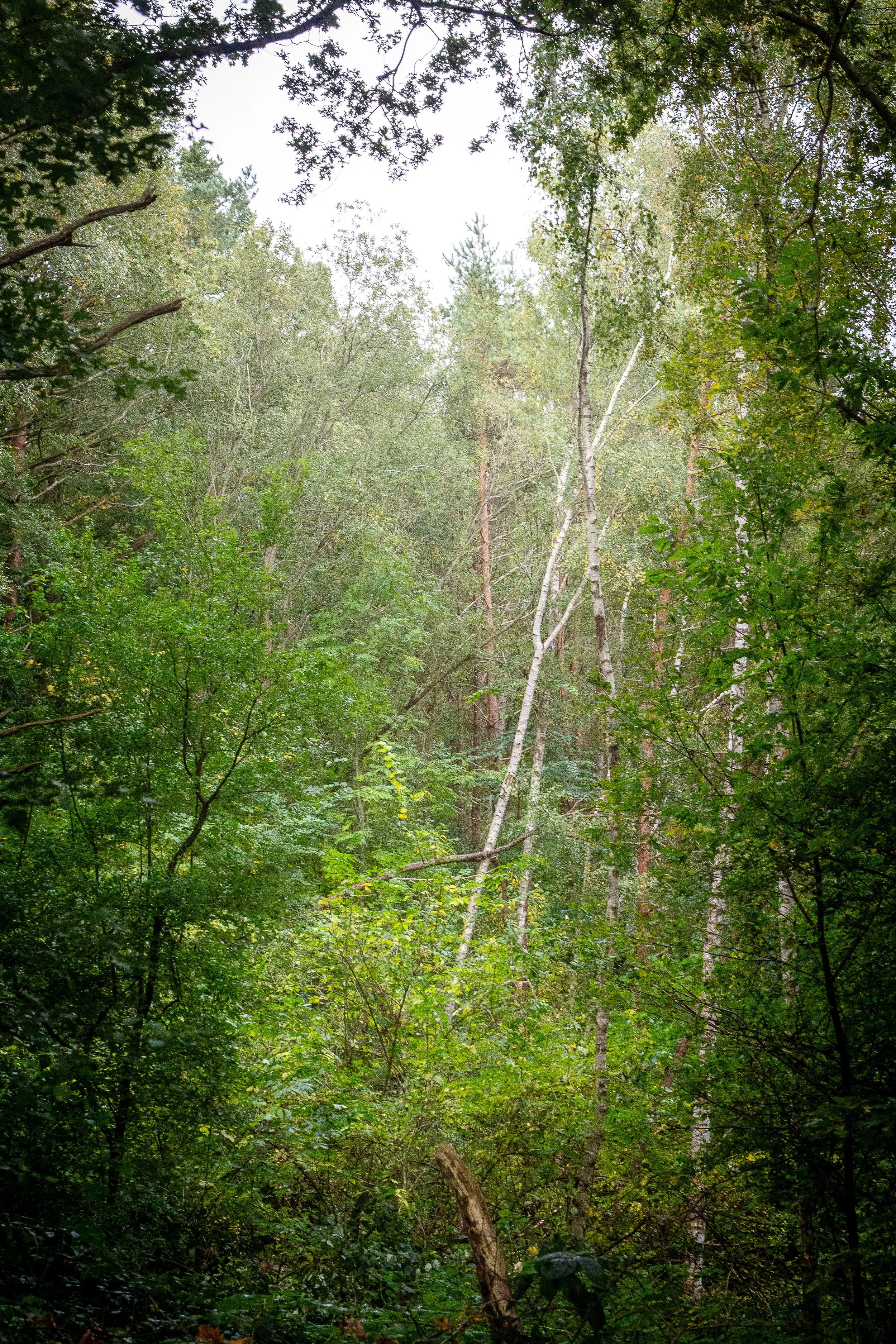 2025-10-08 Regen und Wald  (3 von 9).jpg