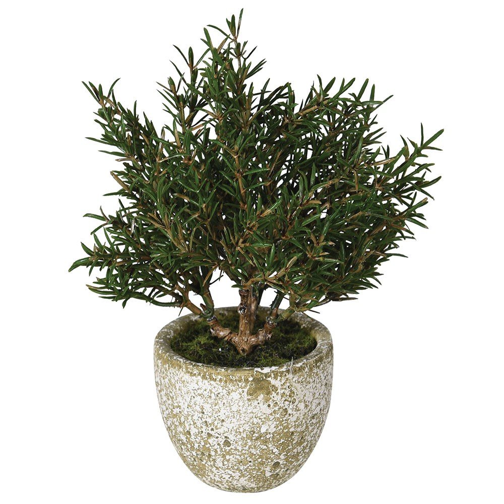 Rosemary Bush in clay pot.jpg