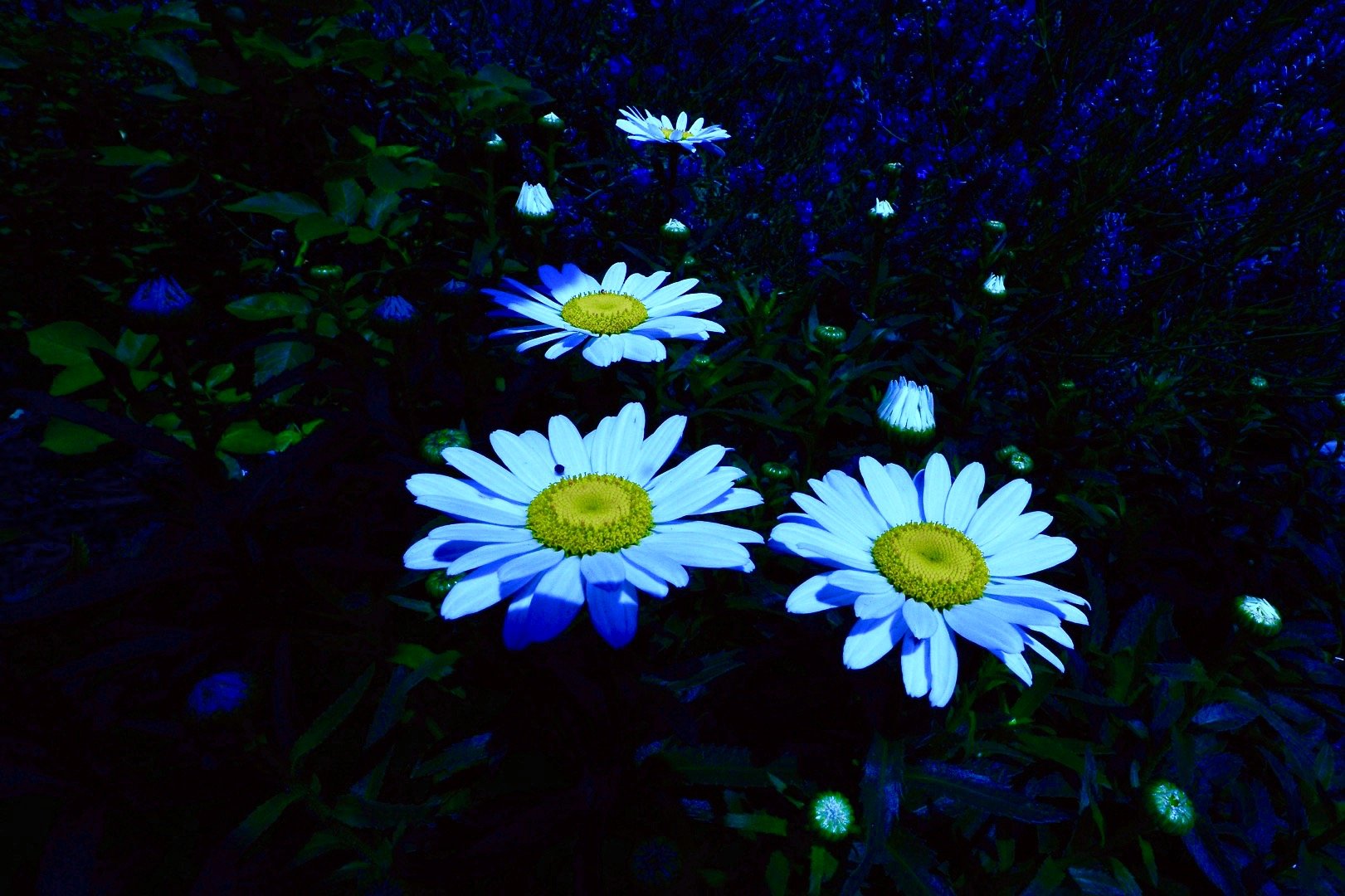 "Night and Day" By Marni Berger