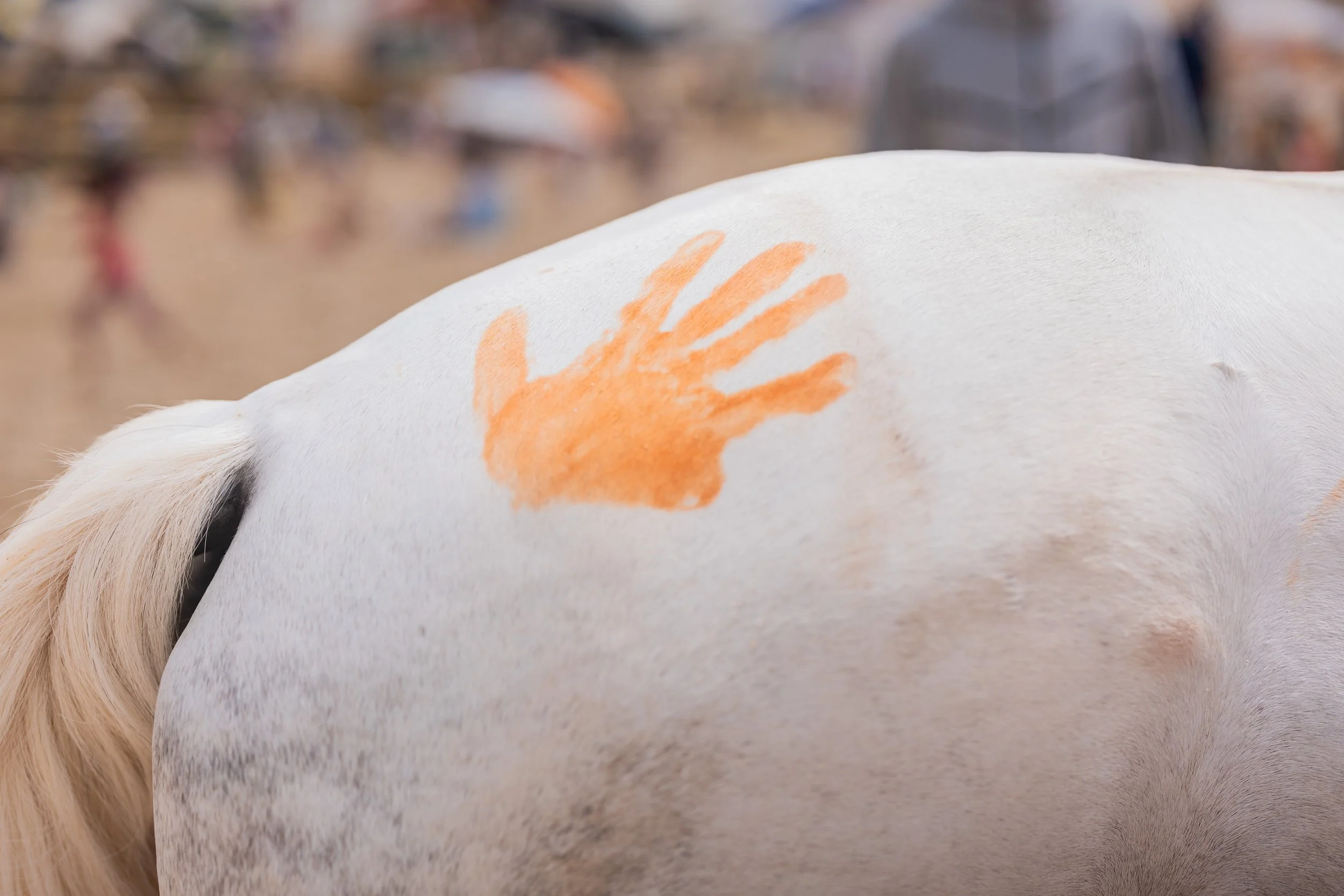 Horse beach project -8.jpg