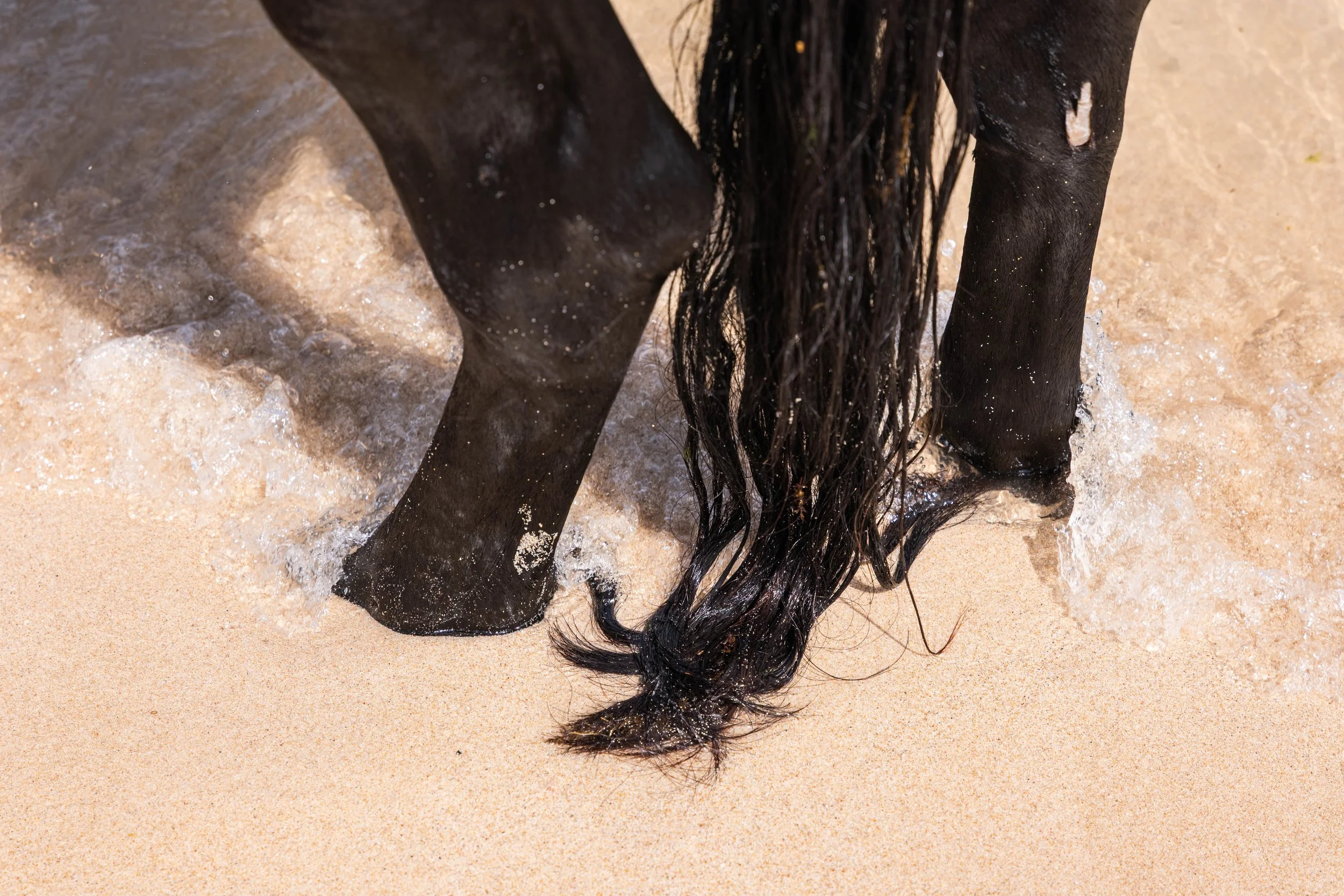 Horse beach project -10.jpg