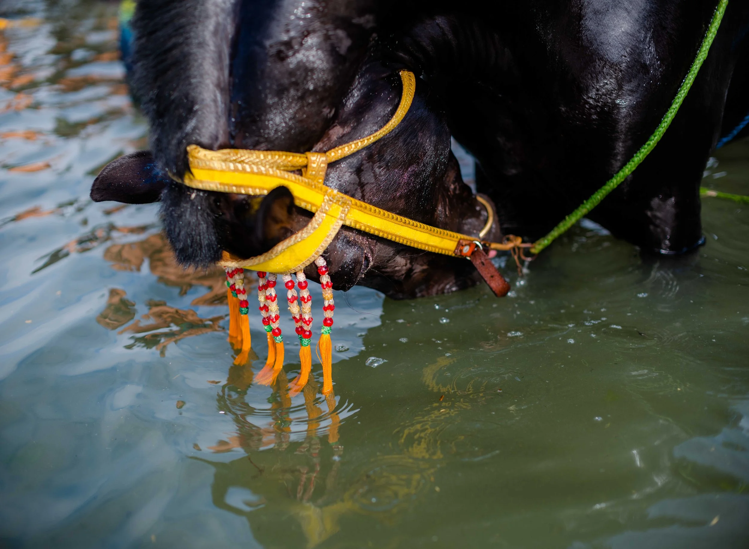 Horse beach Morocco swiming-36.jpg