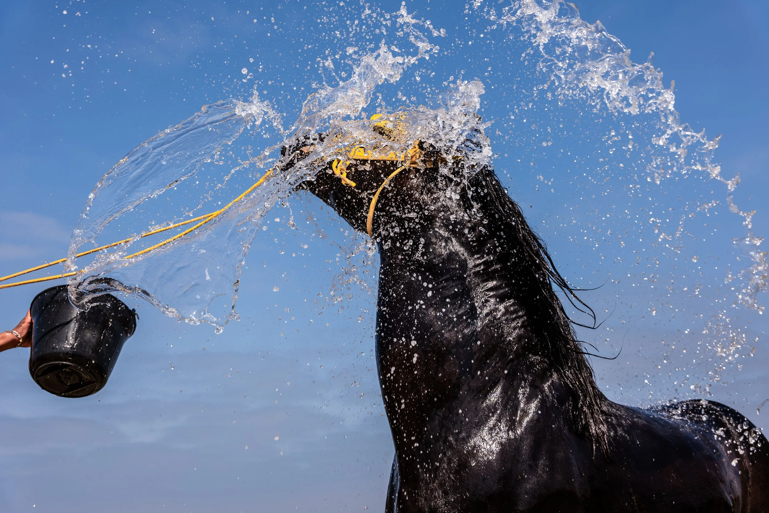 Horse beach project -18.jpg