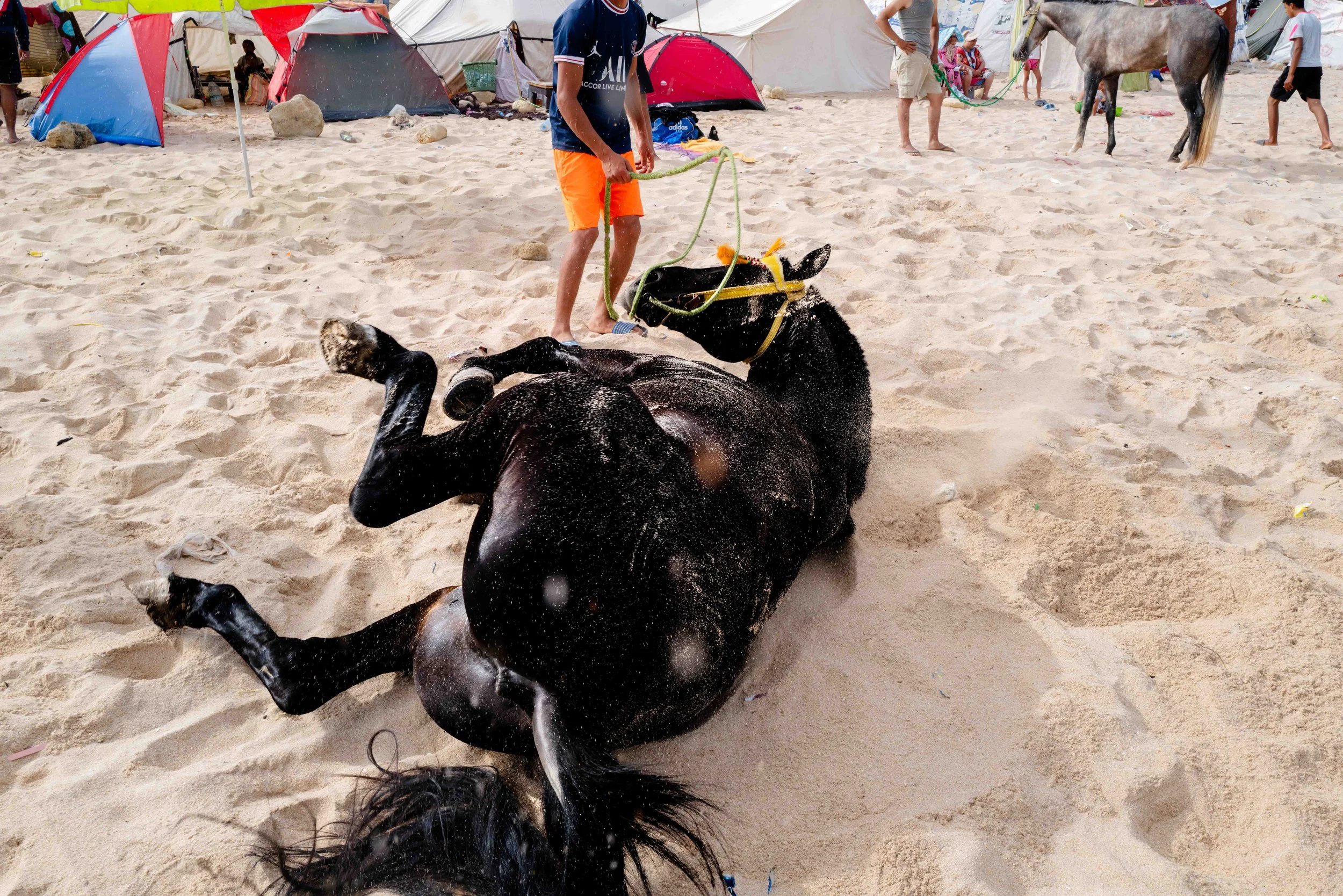Horse beach Morocco swiming-3.jpg
