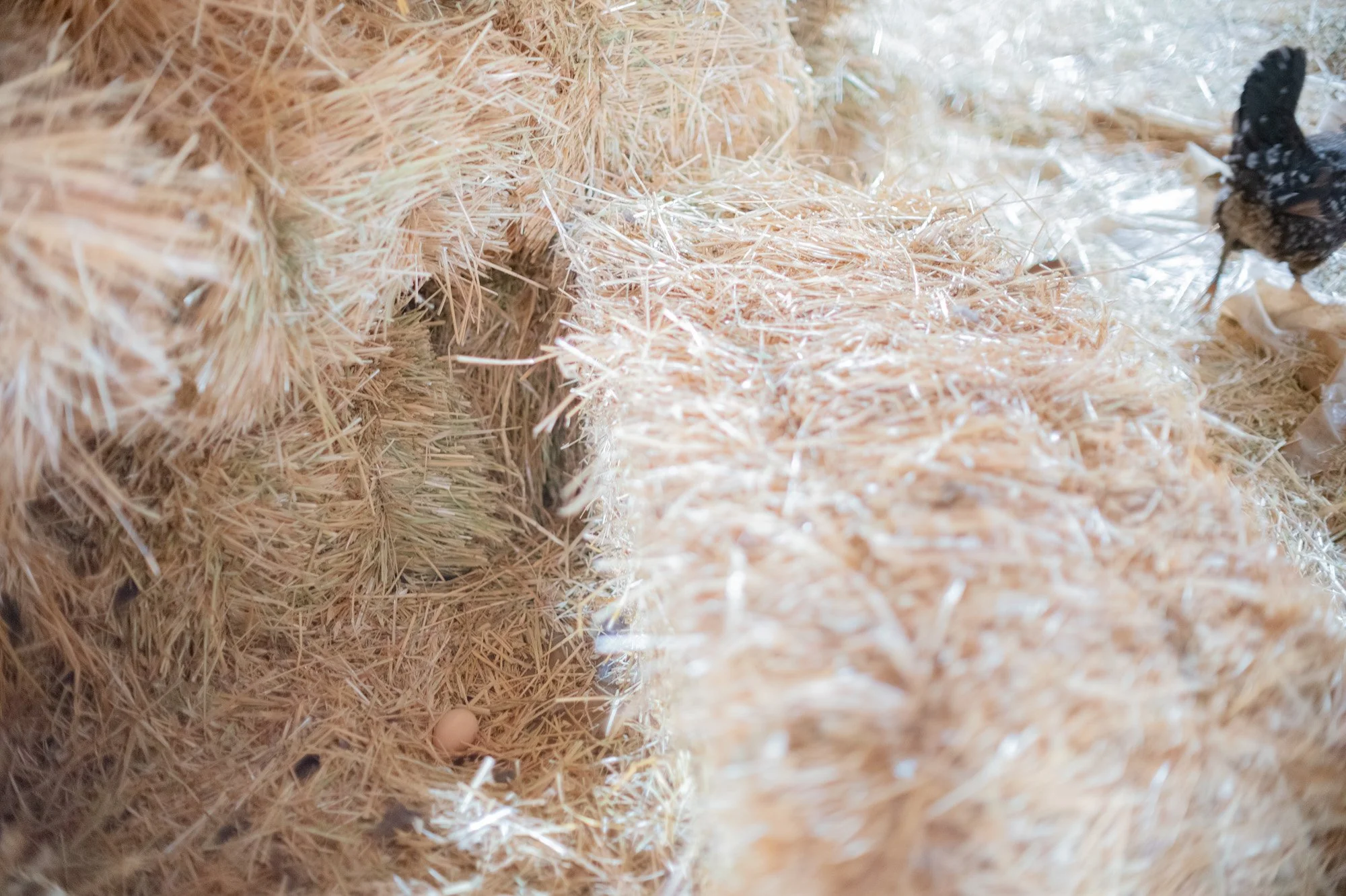 PASTELLE  web Yoriyas-15.jpg