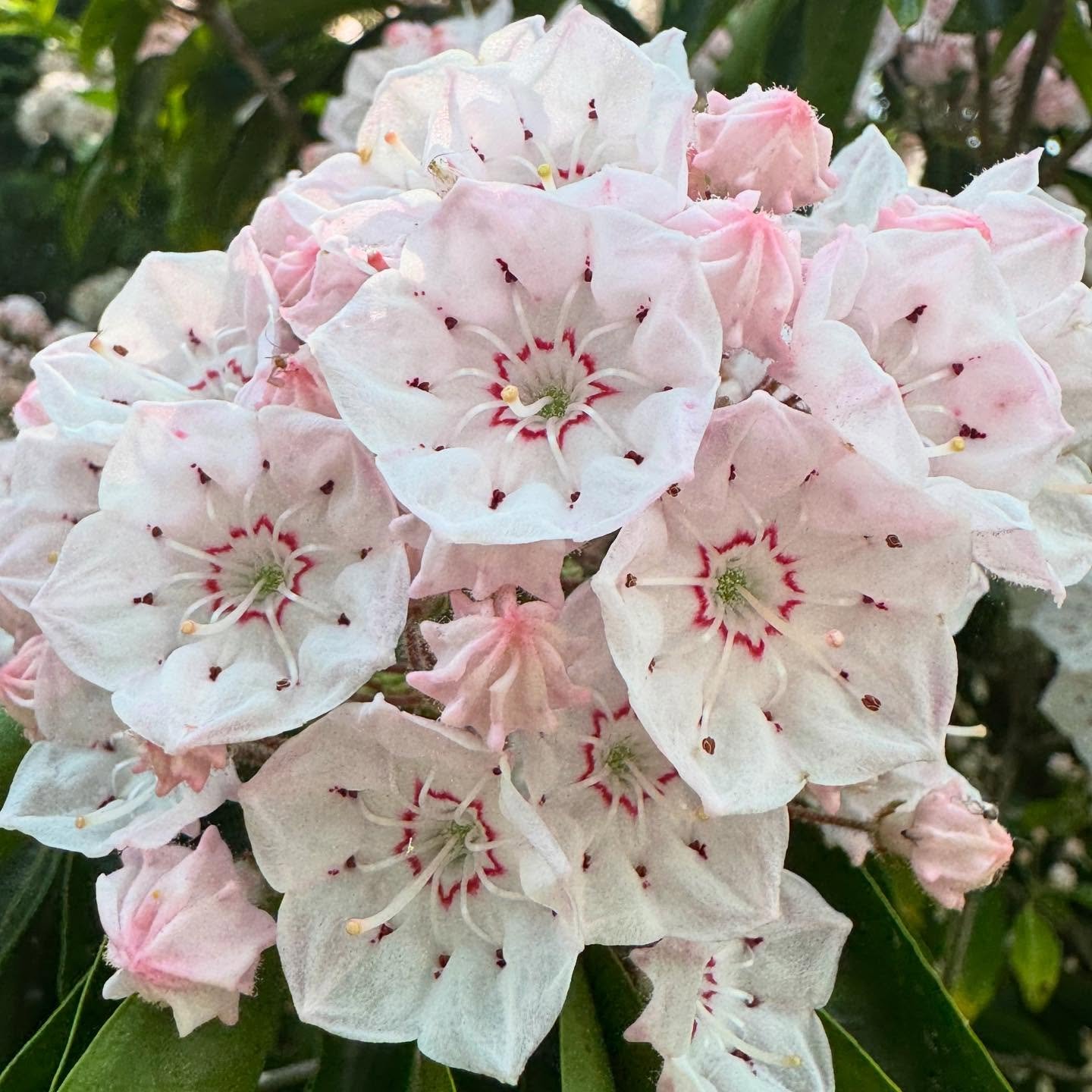 These are so beautiful does anyone know what flowering tree this is? 

Bloomed in my neighbors yard and caught my eye before and after an incredible healing today. 😍 

Each time I do an energy healing and support someone&rsquo;s reconnection back to