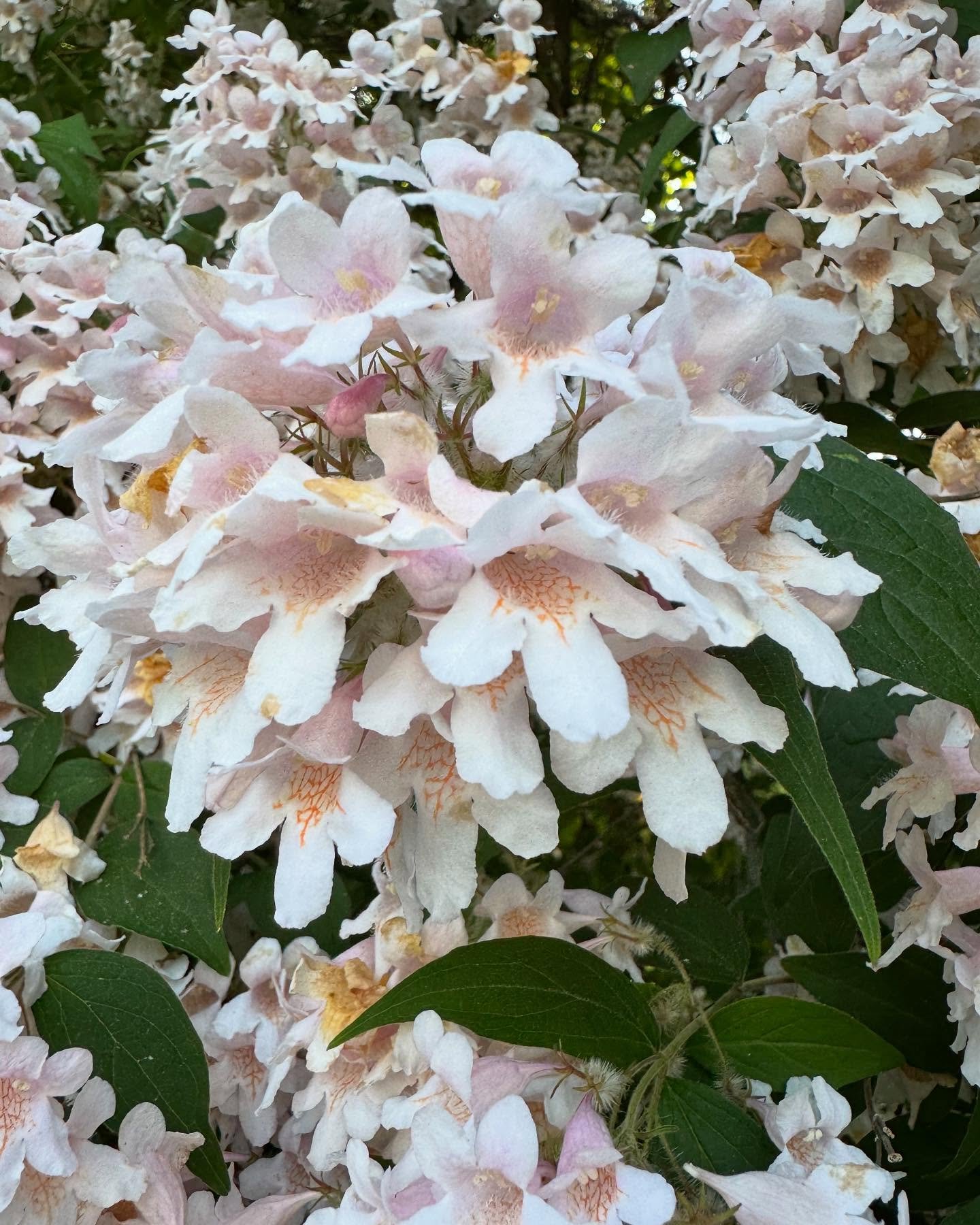 Ok y&rsquo;all here&rsquo;s another one. This tree blooms every year giving me renewed energy at the end of the school year and excitement of the approaching summer. Does anyone know what it is called? 🫶✨🌸