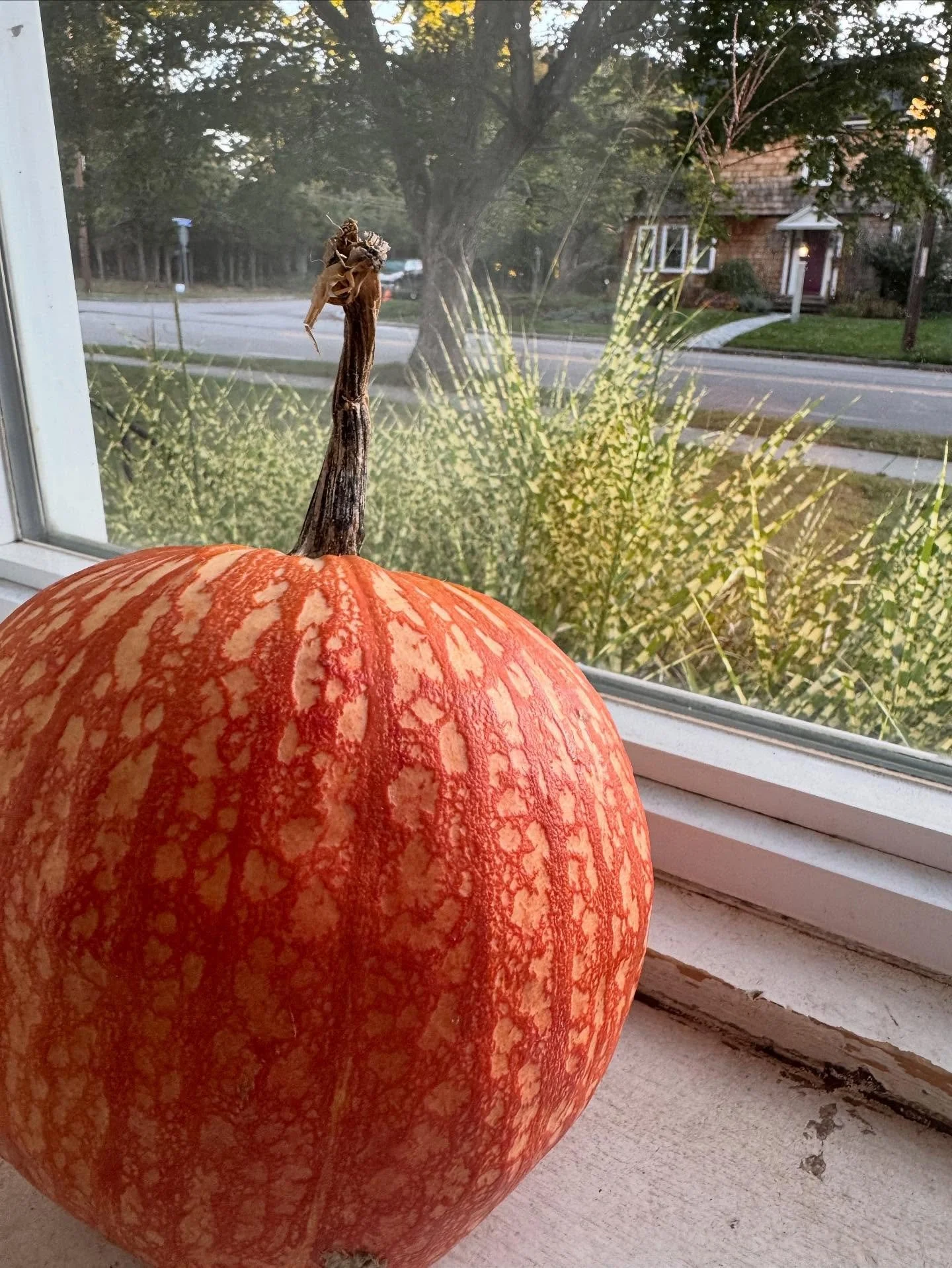 Leaning into the magic of Autumn 🍂🎃✨

My senses adore this season. I have been leaning into the nourishment of fall and shifting my routines to meet the changing season. So that means making new self care creations, changing up my recipes, and clea