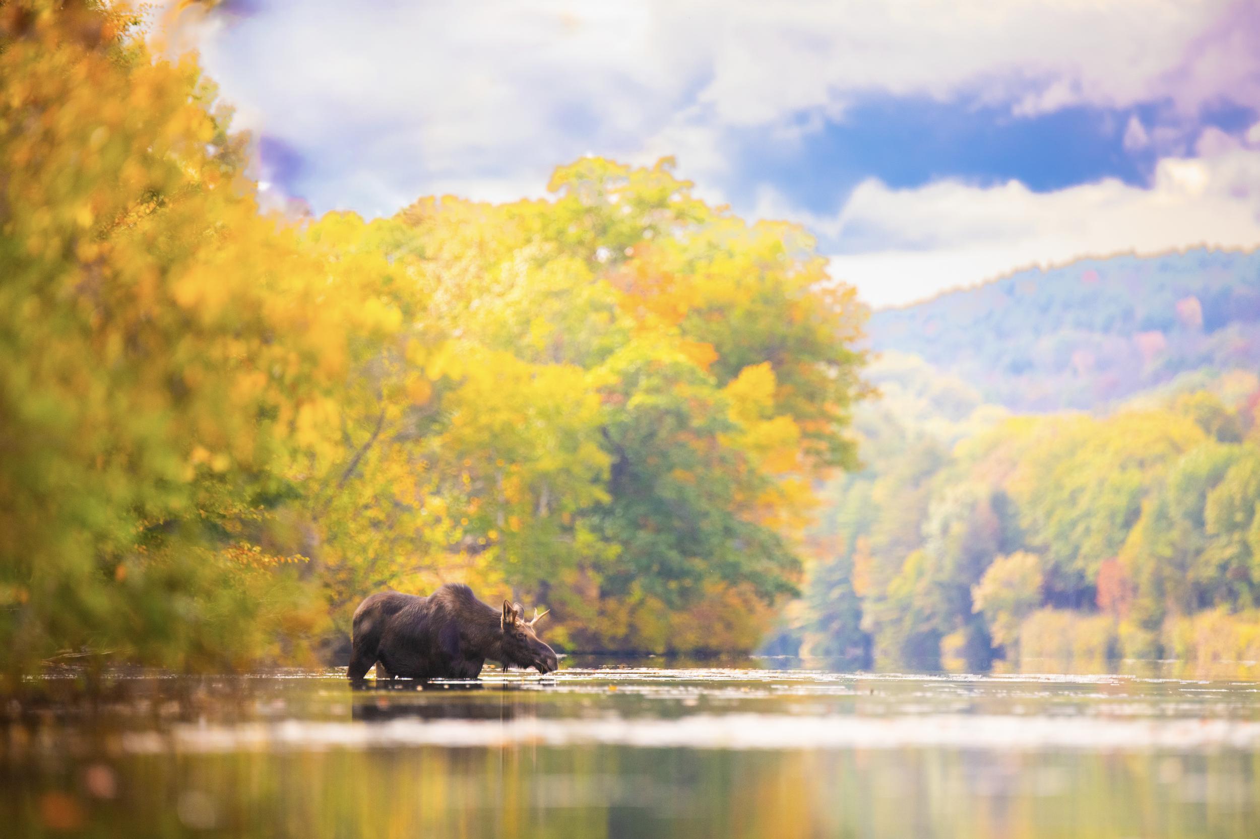 Moose in the Connecticut River- New Hampshire