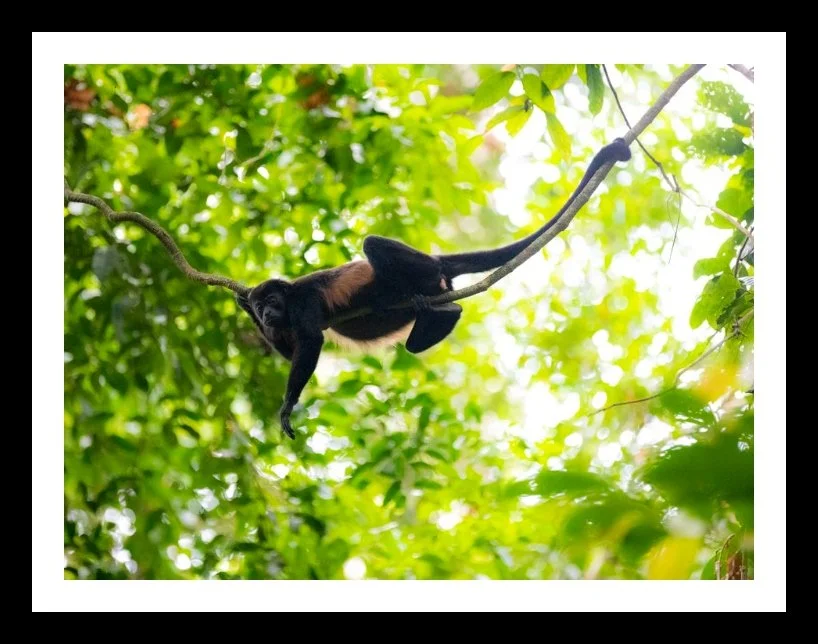 Howler Monkey Print