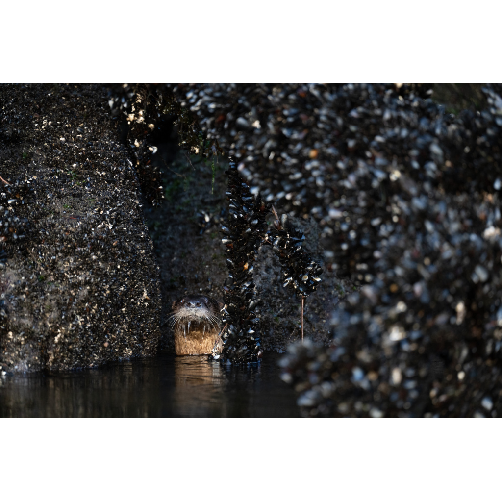 River Otter- SE Alaska