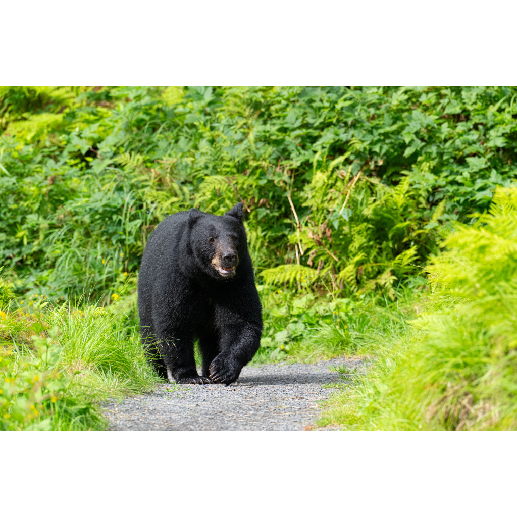 Black Bear- SE Alaska