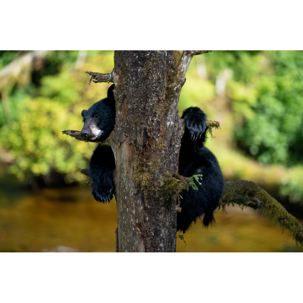 Black Bear Cub- Alaska