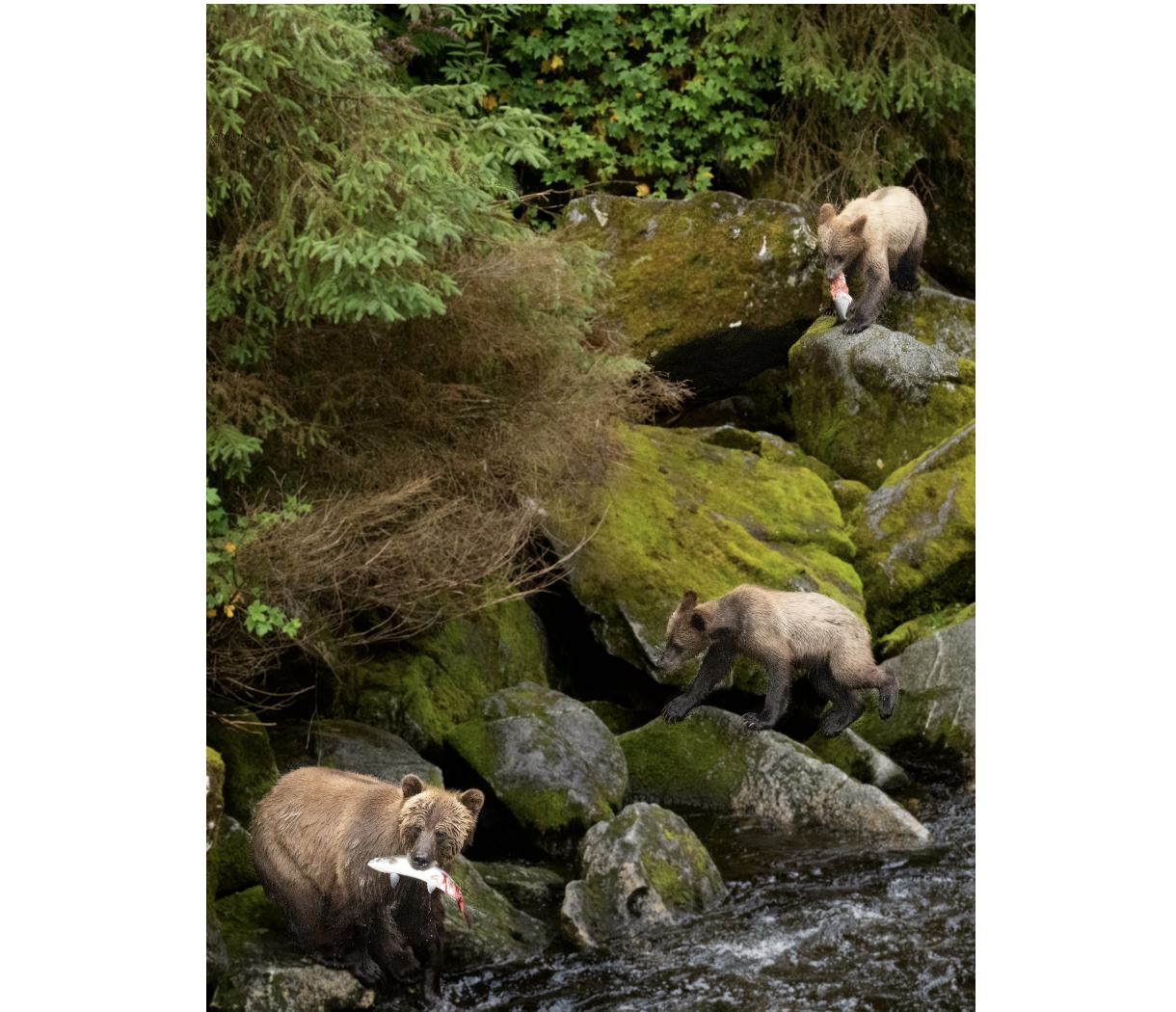 Brown Bear with her Cubs- SE Alaska