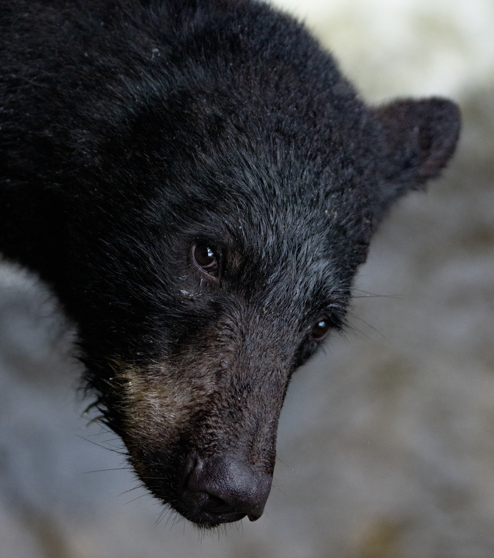 Screenshot 2025-12-01 at 10.17.50 PM.png