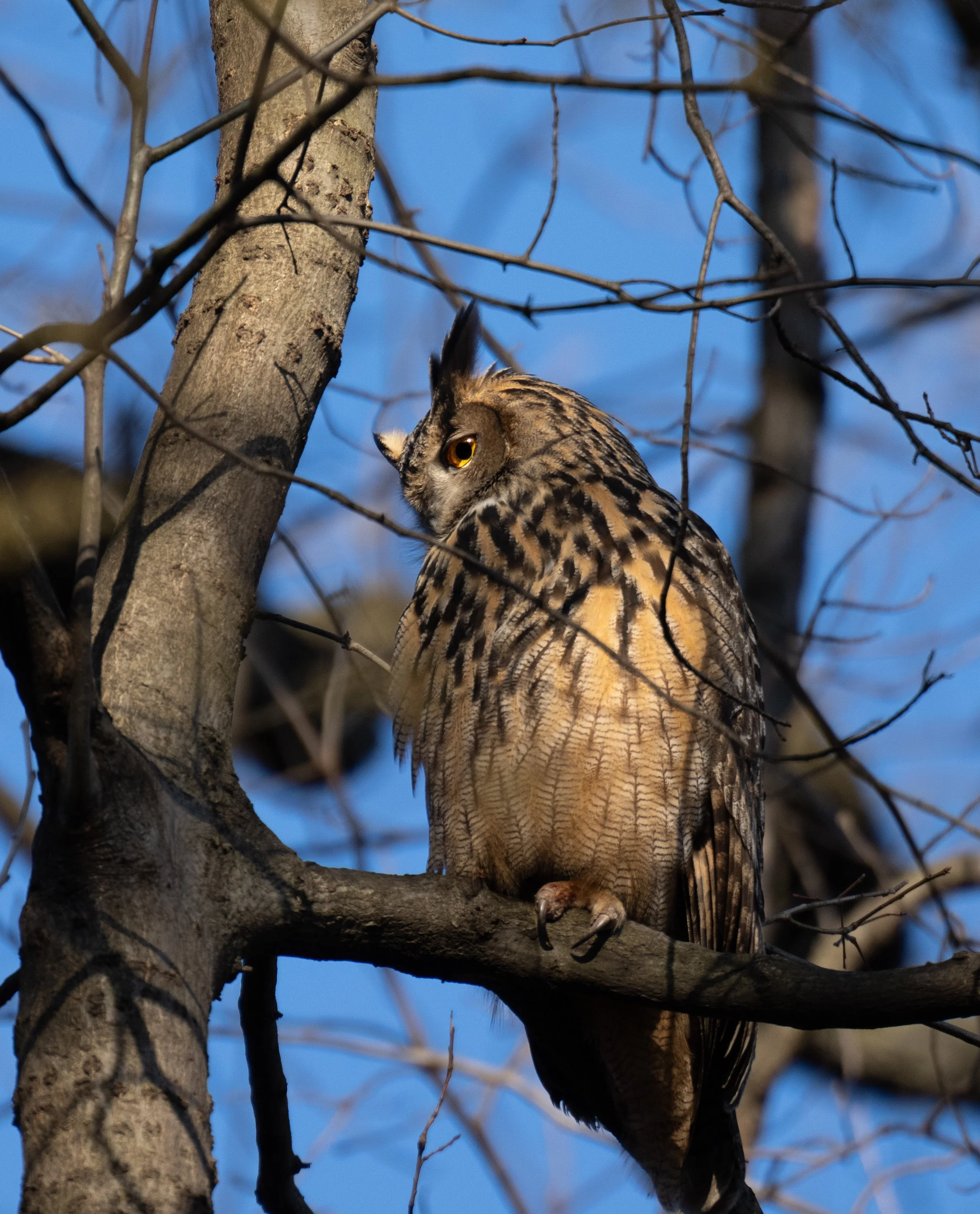 Flaco the Eurasian Eagle Owl-Central Park
