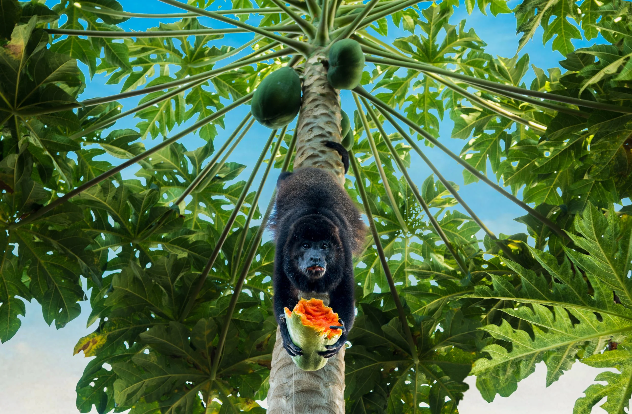 Howler Monkey with Papaya- Costa Rica