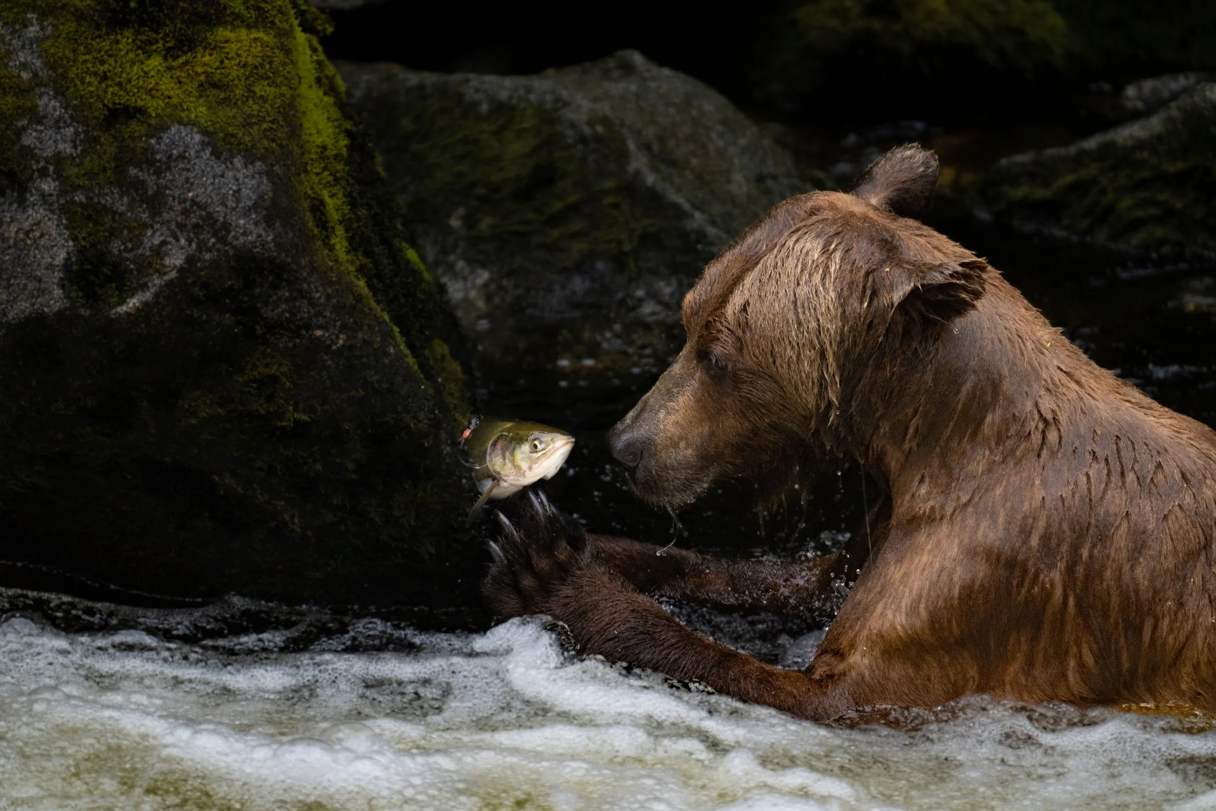 Brown Bear with Salmon in Alaska