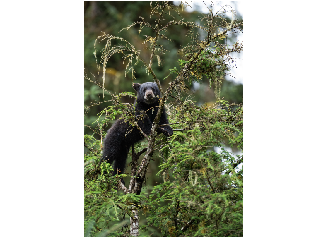 Black Bear cub in tree- SE Alaska