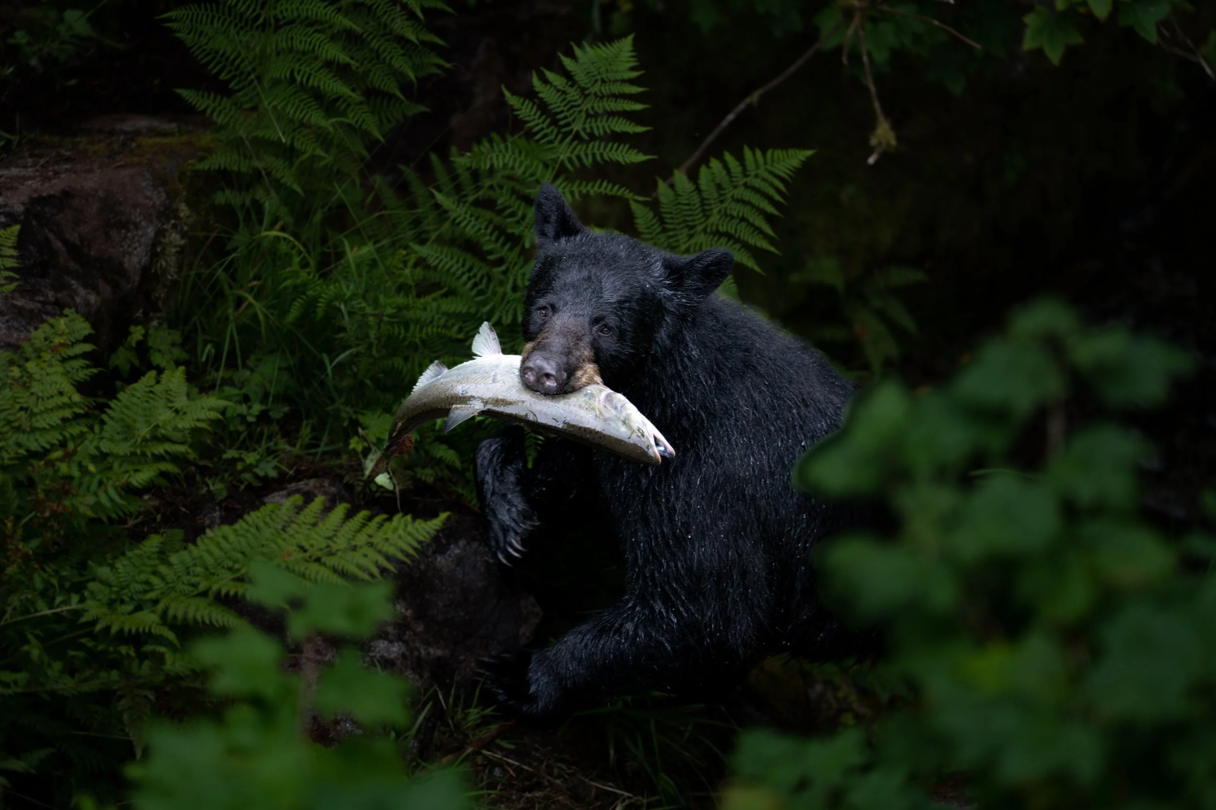 Black Bear- SE Alaska