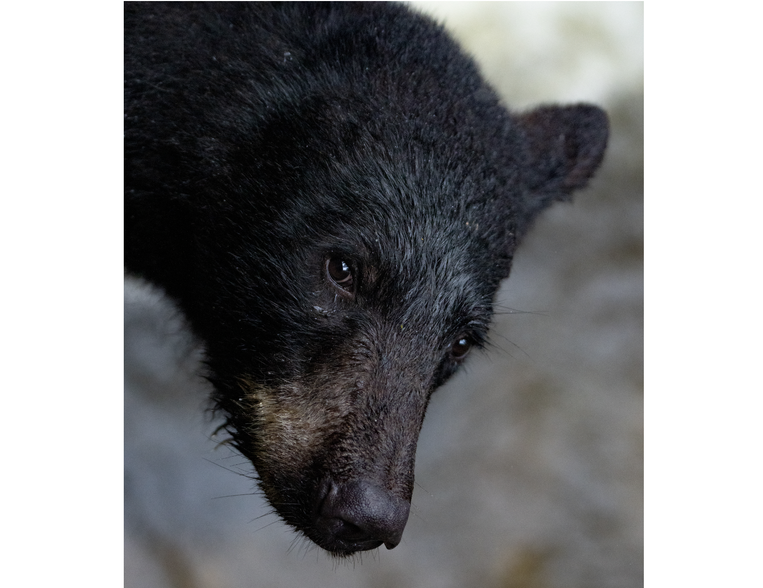 Black Bear up Close- SE Alaska
