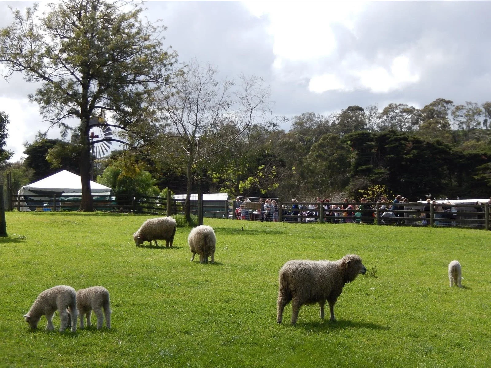 Collingwood Children's Farm-3.jpeg