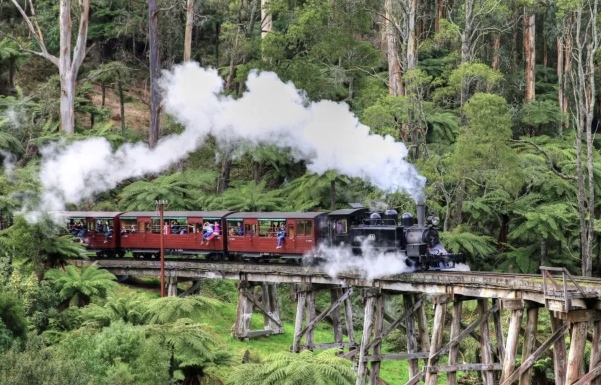 A vintage steam train painted red and black traveling on a wooden trestle bridge through a lush, green forest with tall trees and fern plants. The train is emitting white smoke.