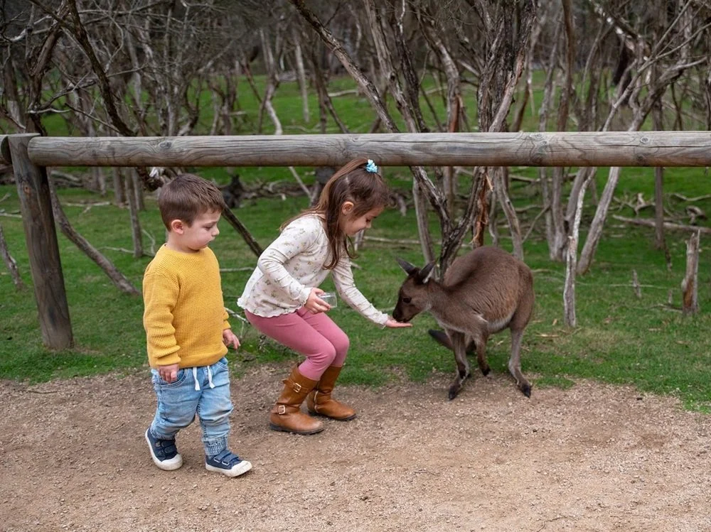 Two children, a boy and a girl, feeding a baby kangaroo in a fenced outdoor area.