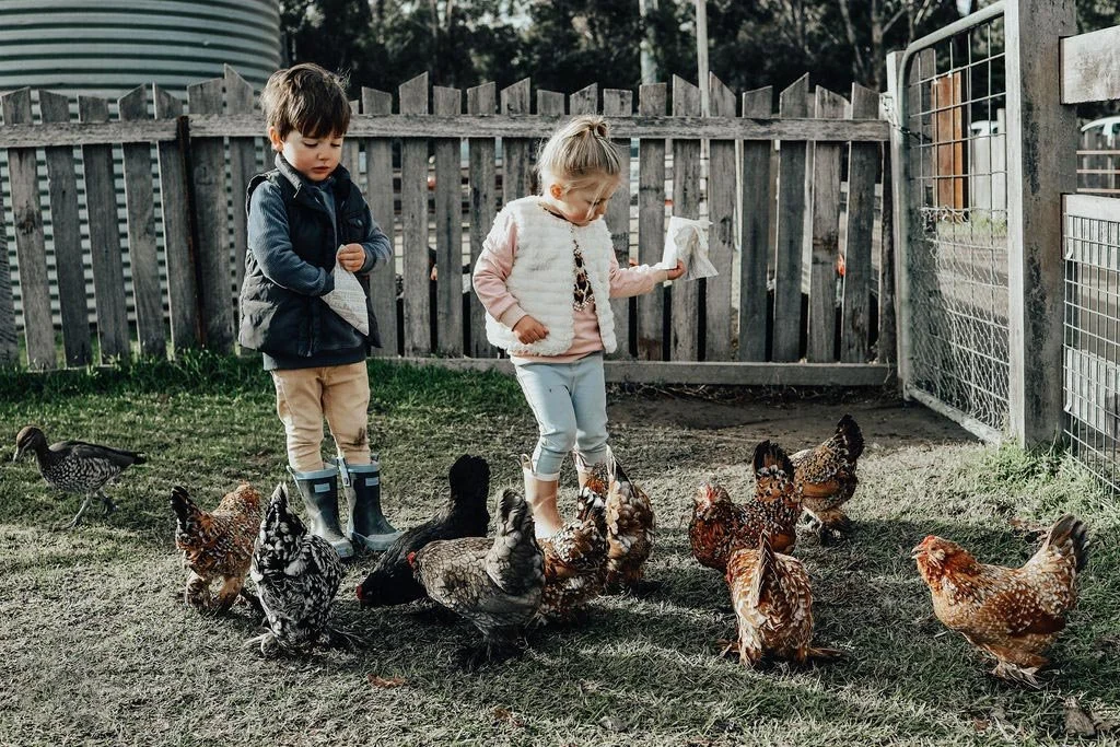 Two children feeding chickens in a backyard with a wooden fence and a duck nearby.